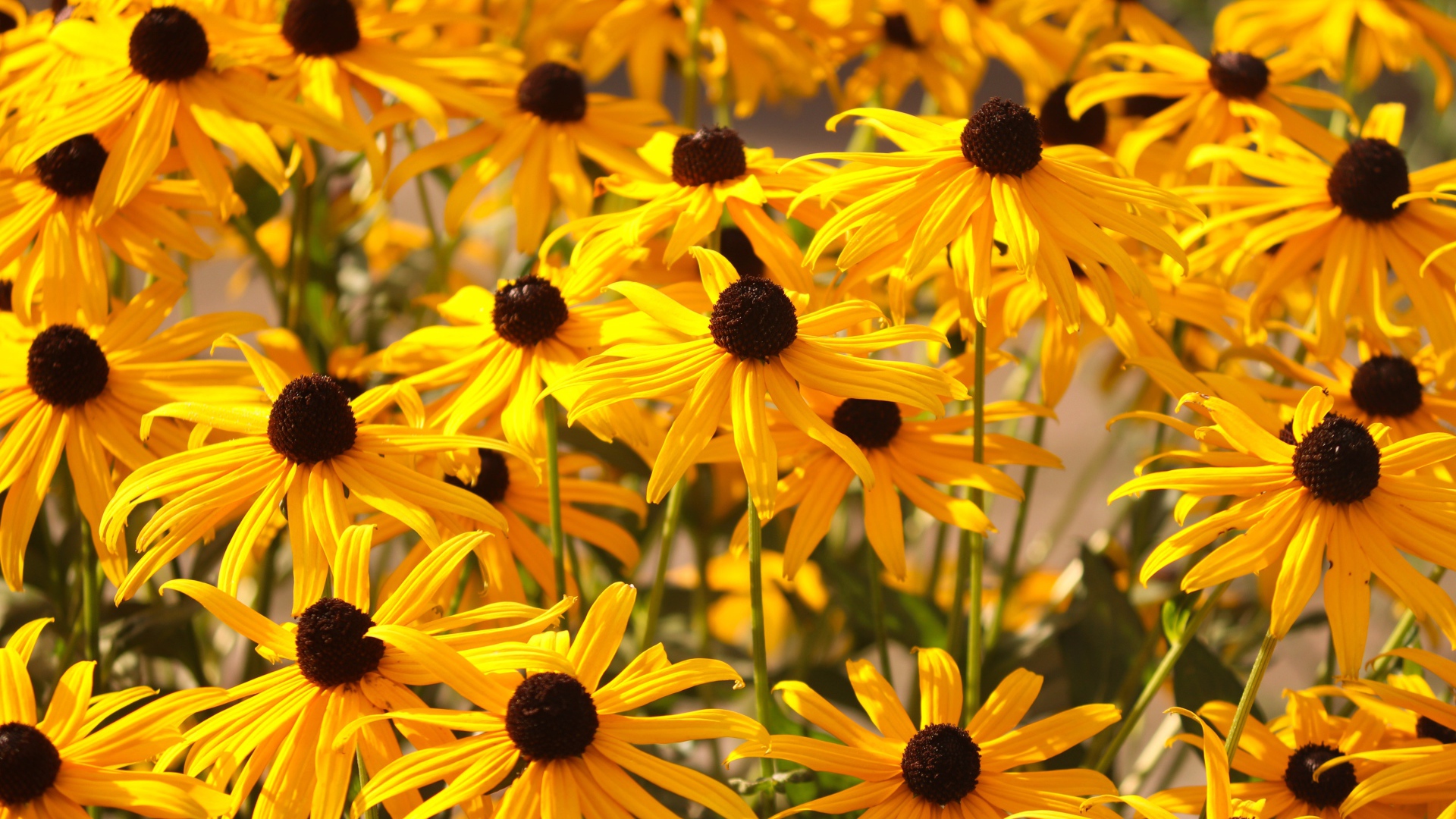 Желтые цветы рудбекия на клумбе 