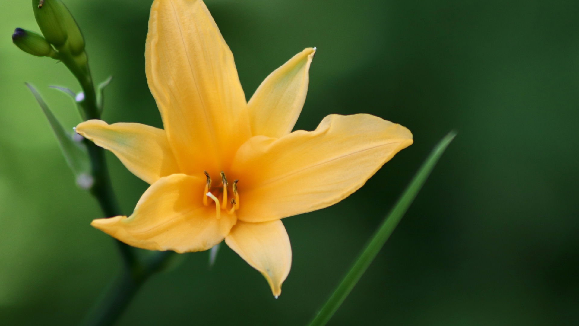 Желтая лилия с бутонами на клумбе крупным планом