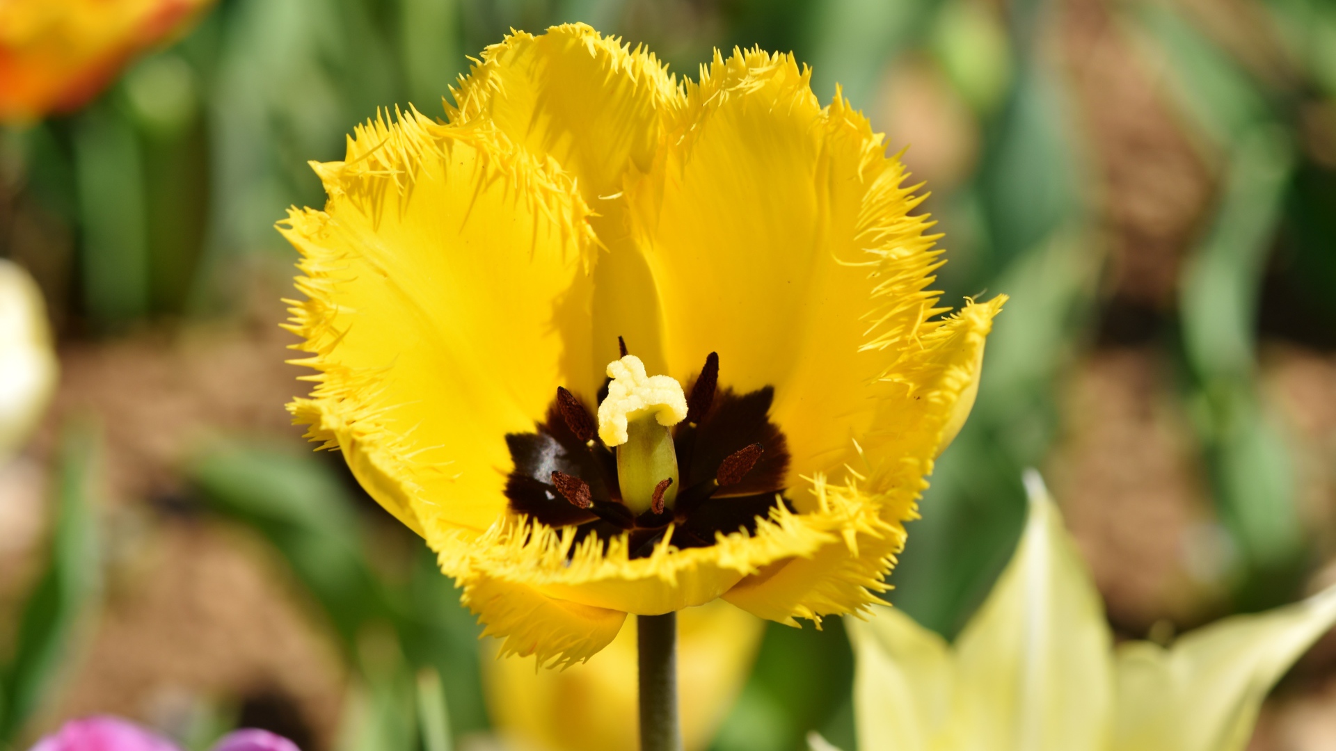 Желтый тюльпан в лучах солнца