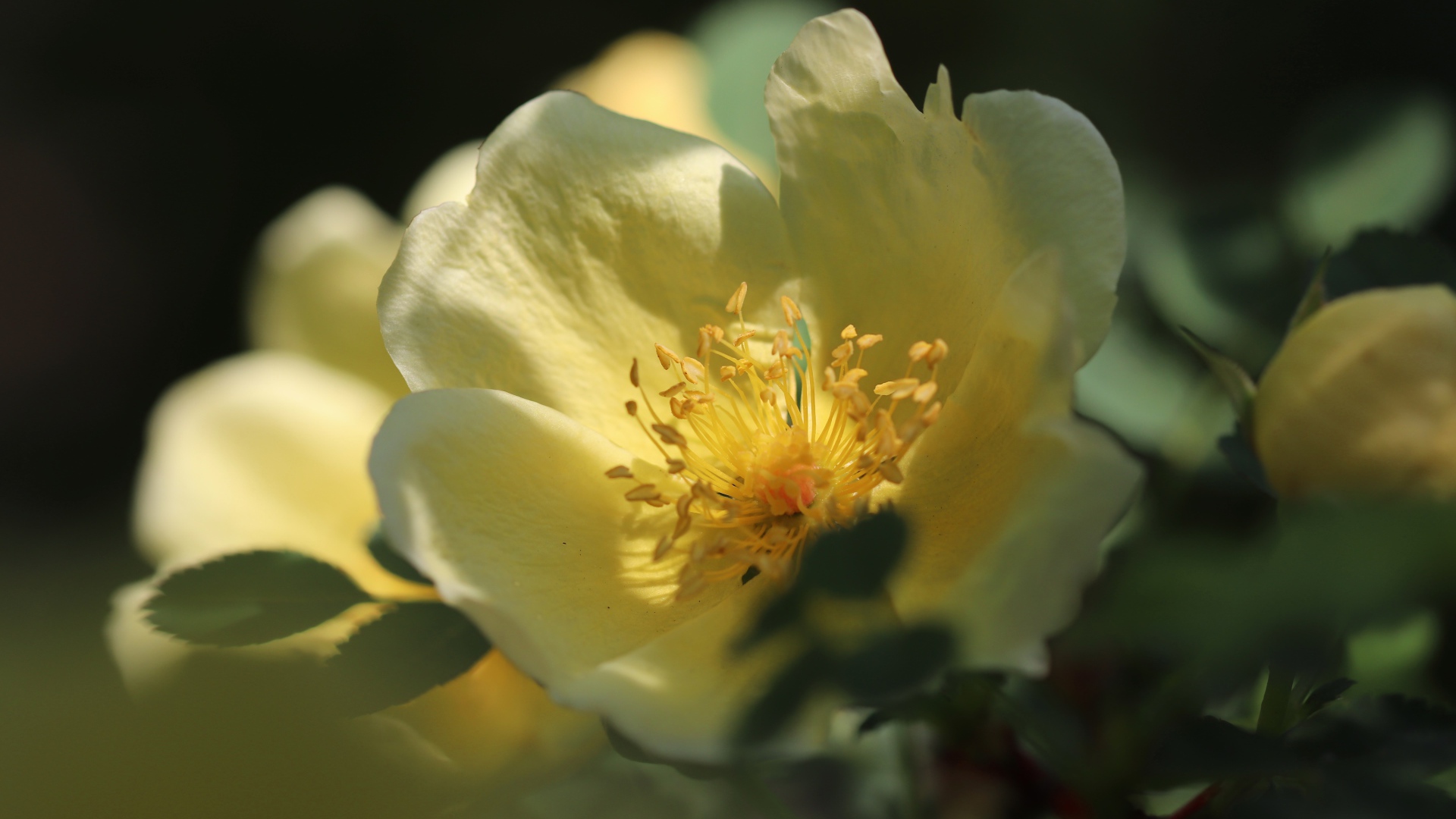 Желтые цветы дикой розы крупным планом