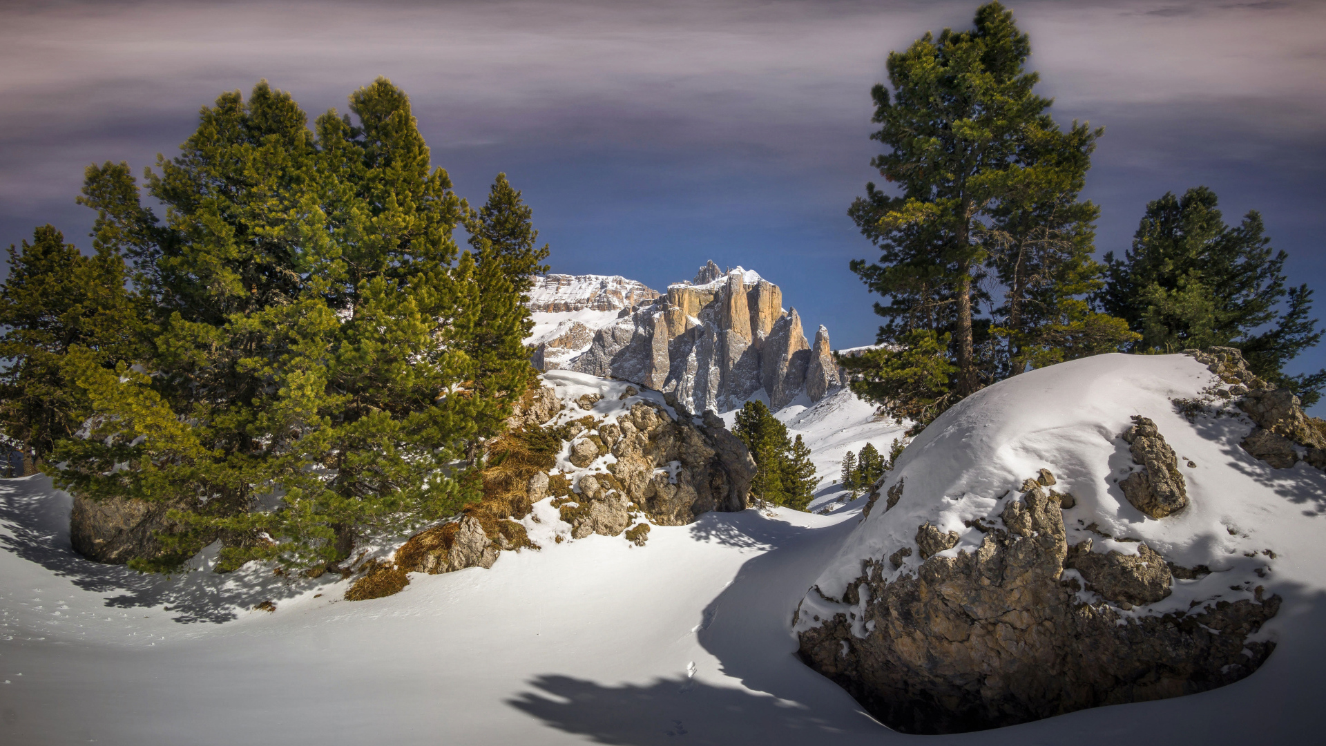 Ели на заснеженной вершине горы