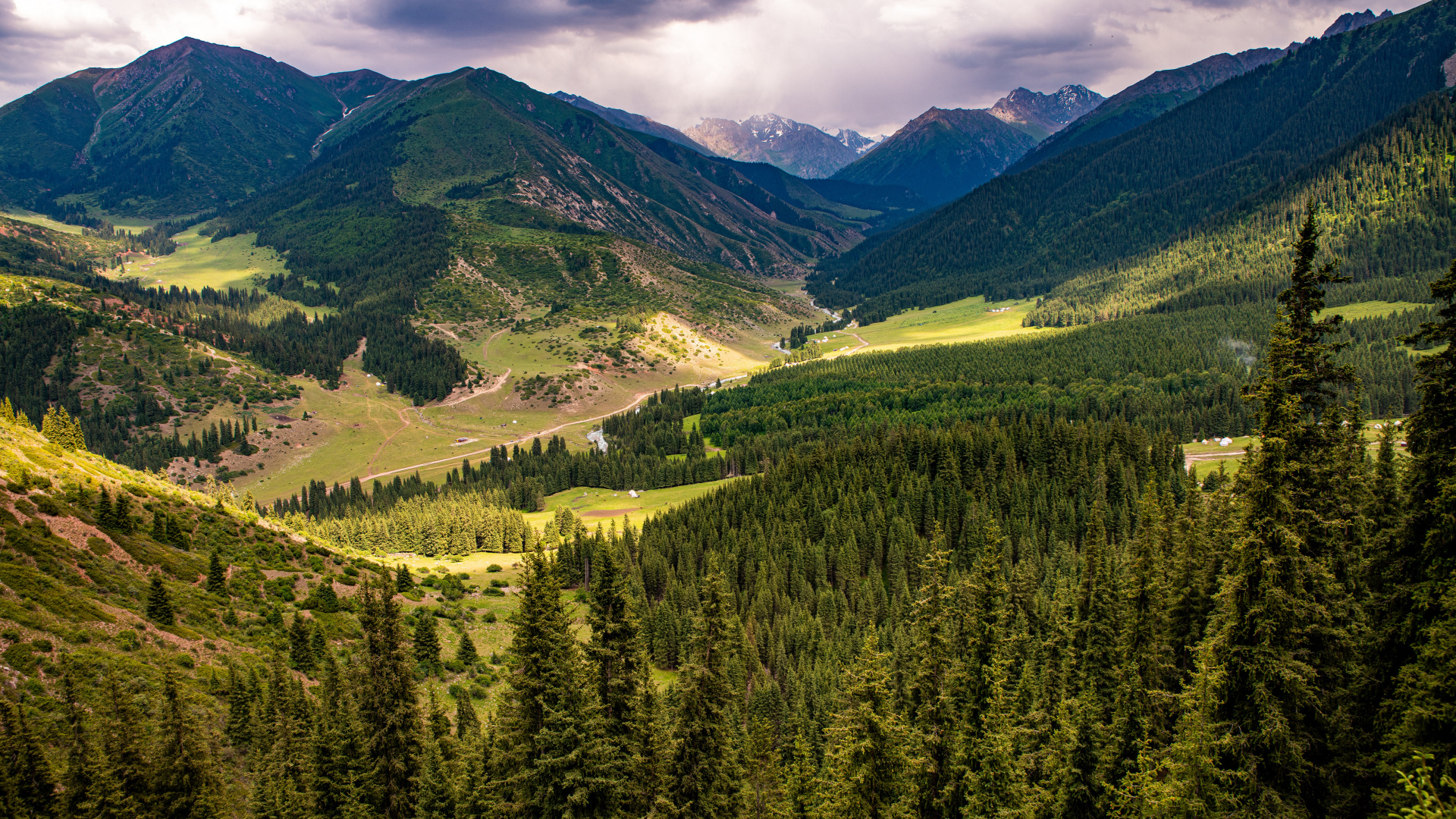 Зеленые ели покрывают высокие горы 