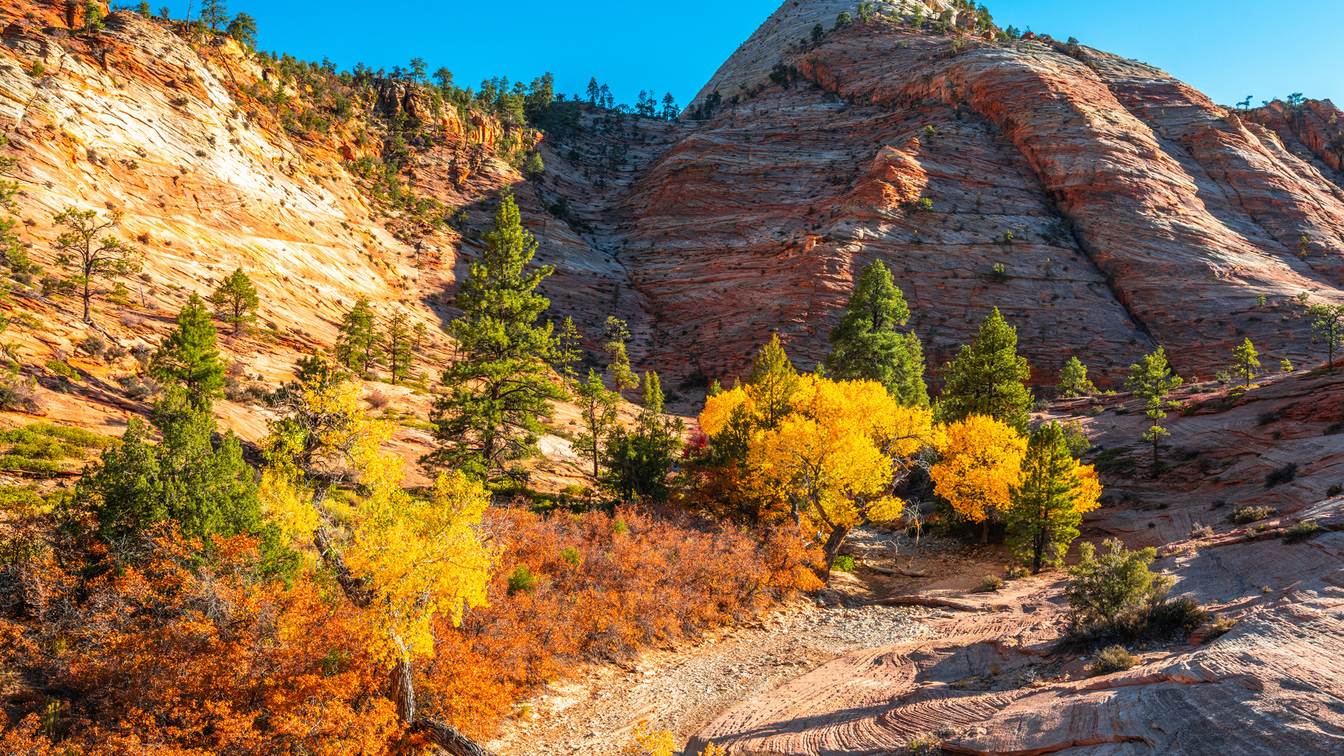 Горы с деревьями в лучах яркого осеннего  солнца 