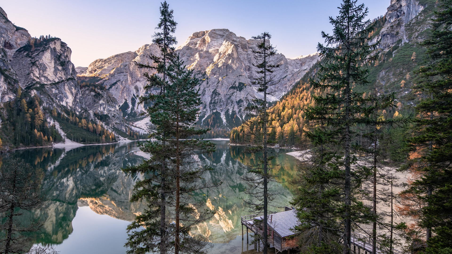 Высокие сосны на берегу озера у Доломитовых альп 