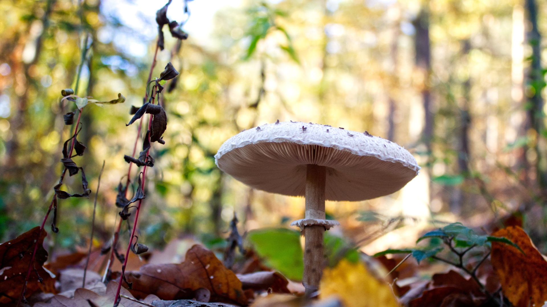 Красивый белый гриб в лесу с сухими листьями