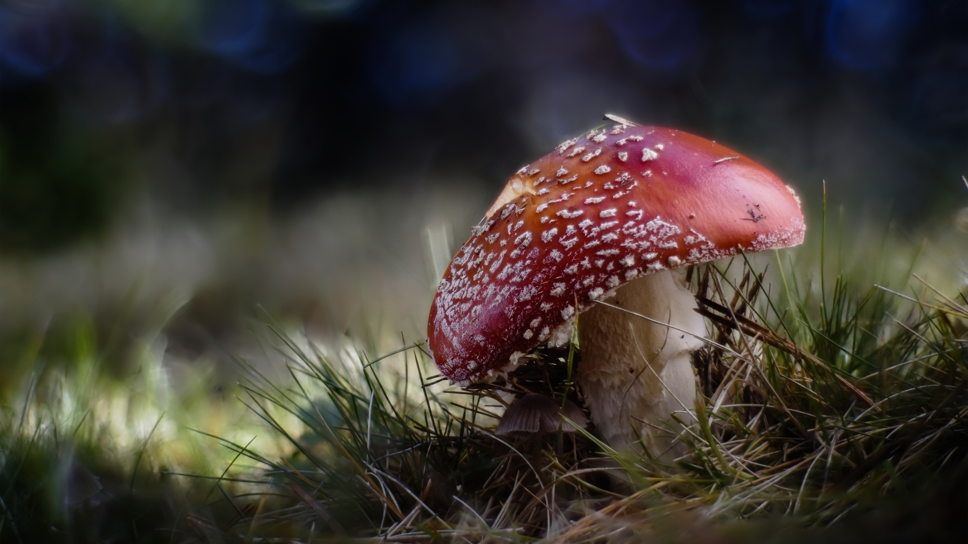 Большой красный мухомор растет на траве