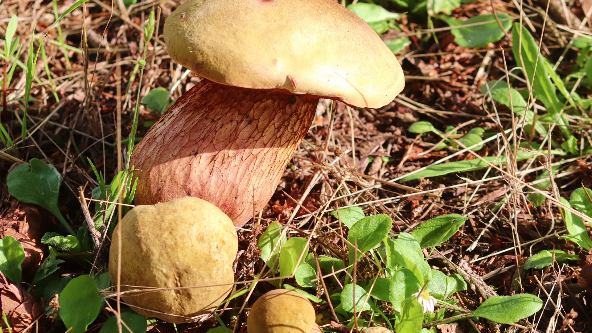 Большой белый гриб на траве в лесу