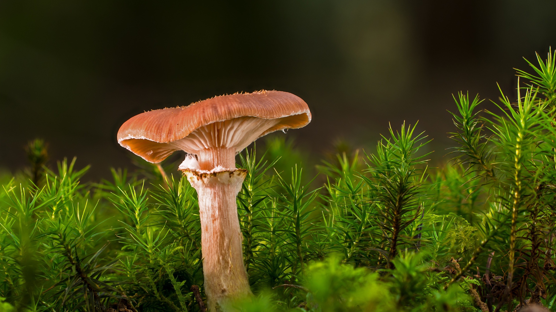 Лесной гриб  с зеленой травой 