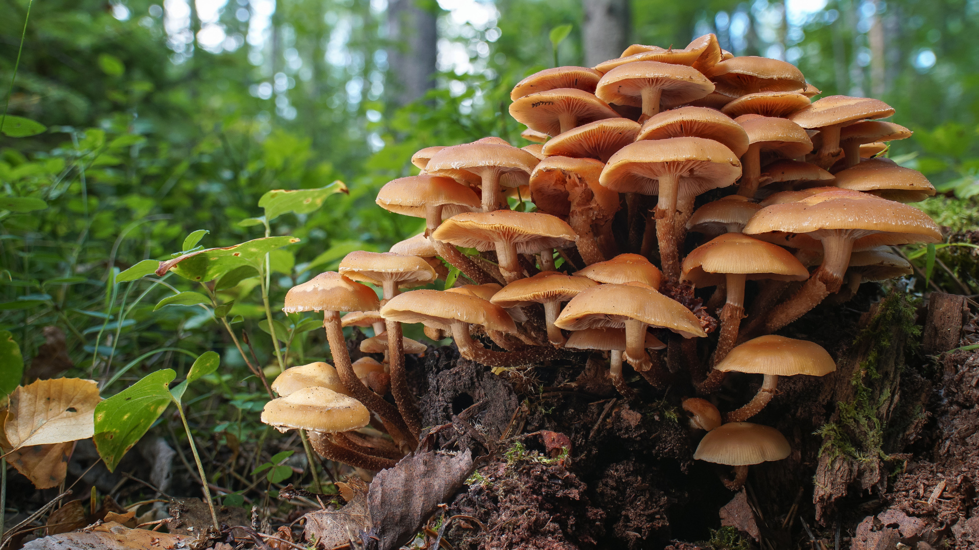 Грибы опята на трухлявом пне
