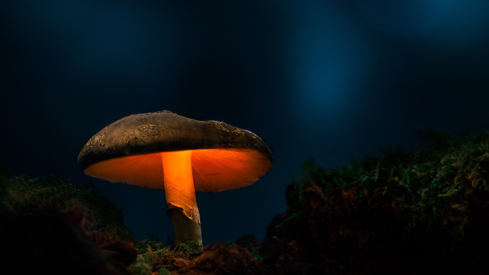 Большой лесной гриб с подсветкой в лесу 