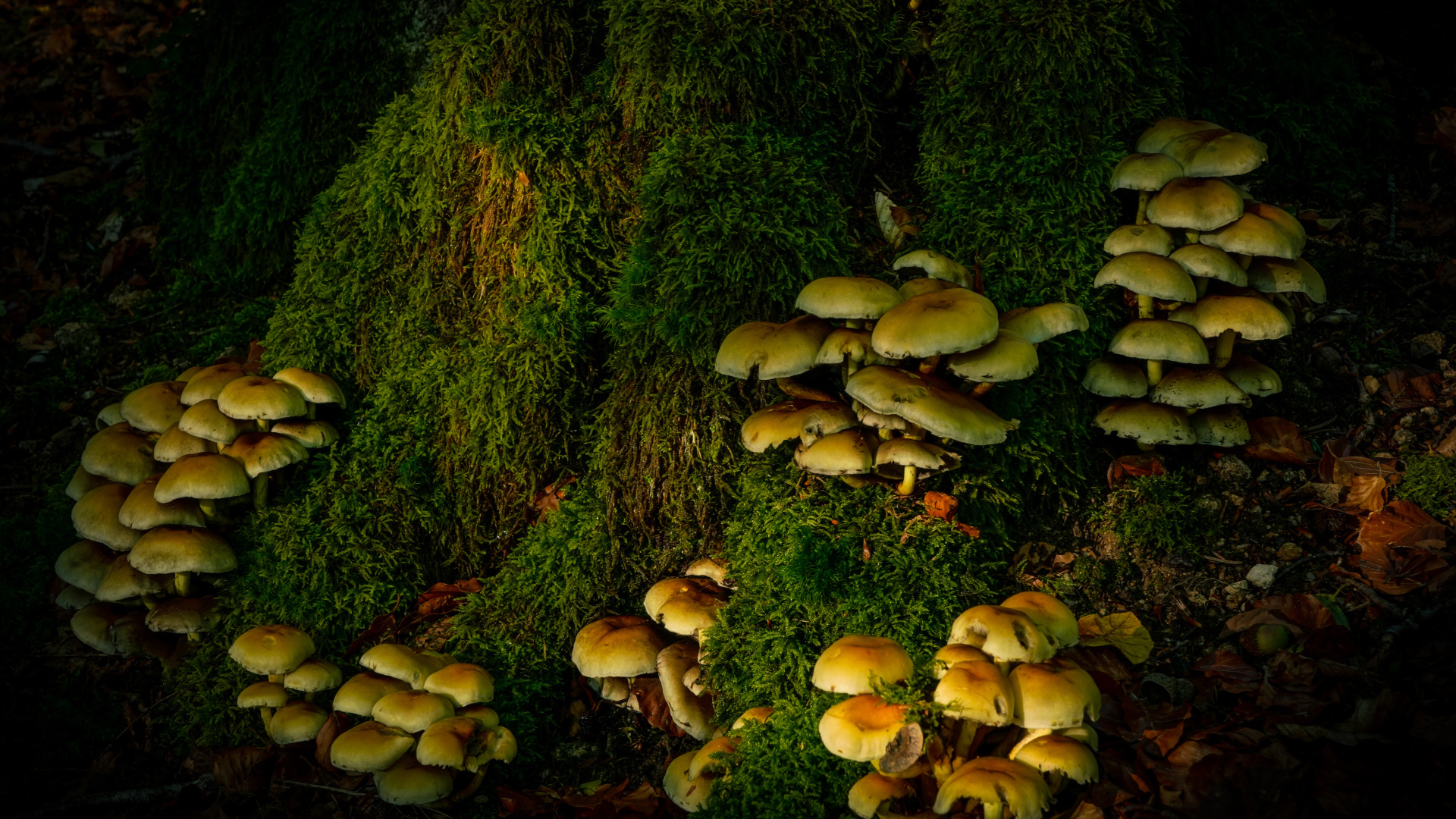 Много грибов на покрытом мхом дереве