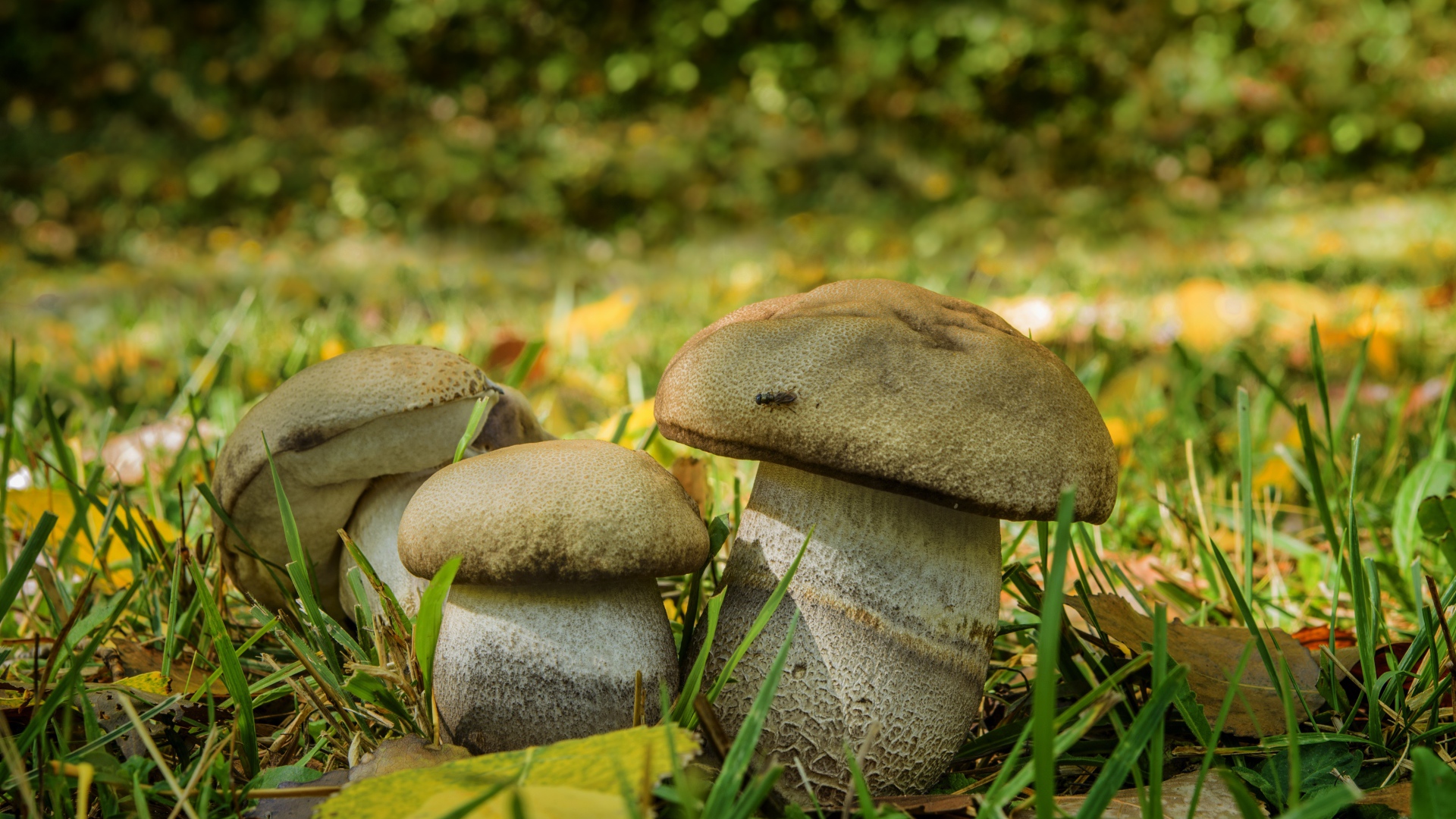 Три белых гриба в зеленой траве 