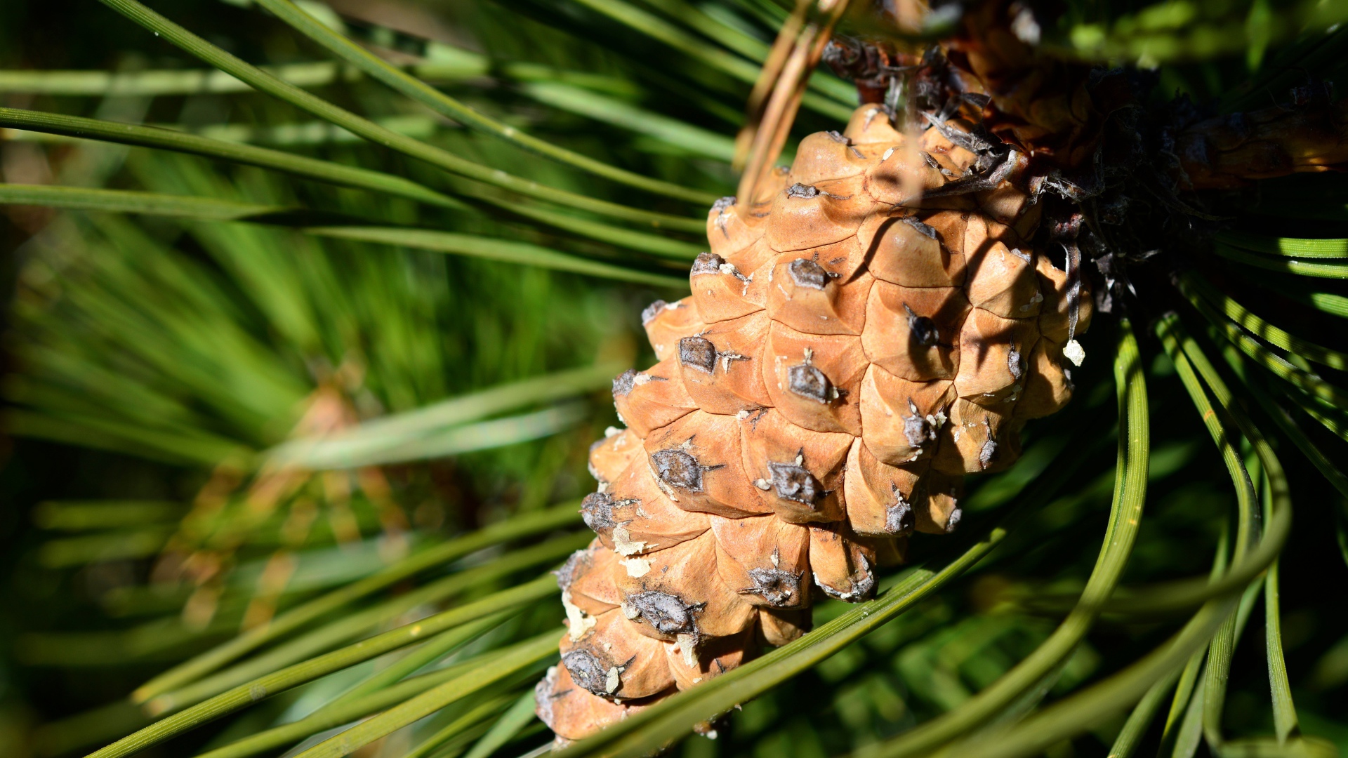 Большая коричневая шишка на сосне 