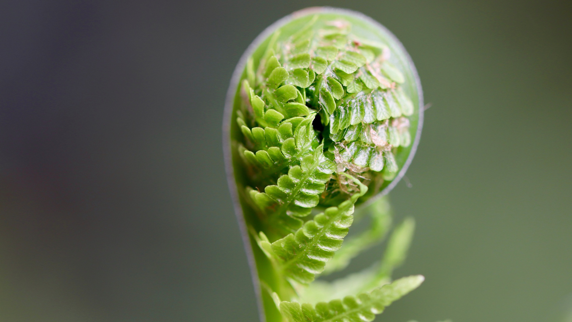 Зеленый лист папоротника раскрывается