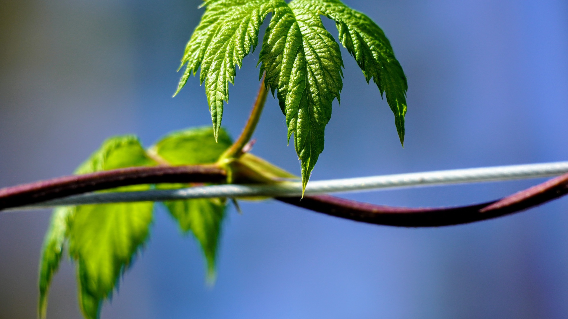 Зеленые листья хмеля на голубом фоне 