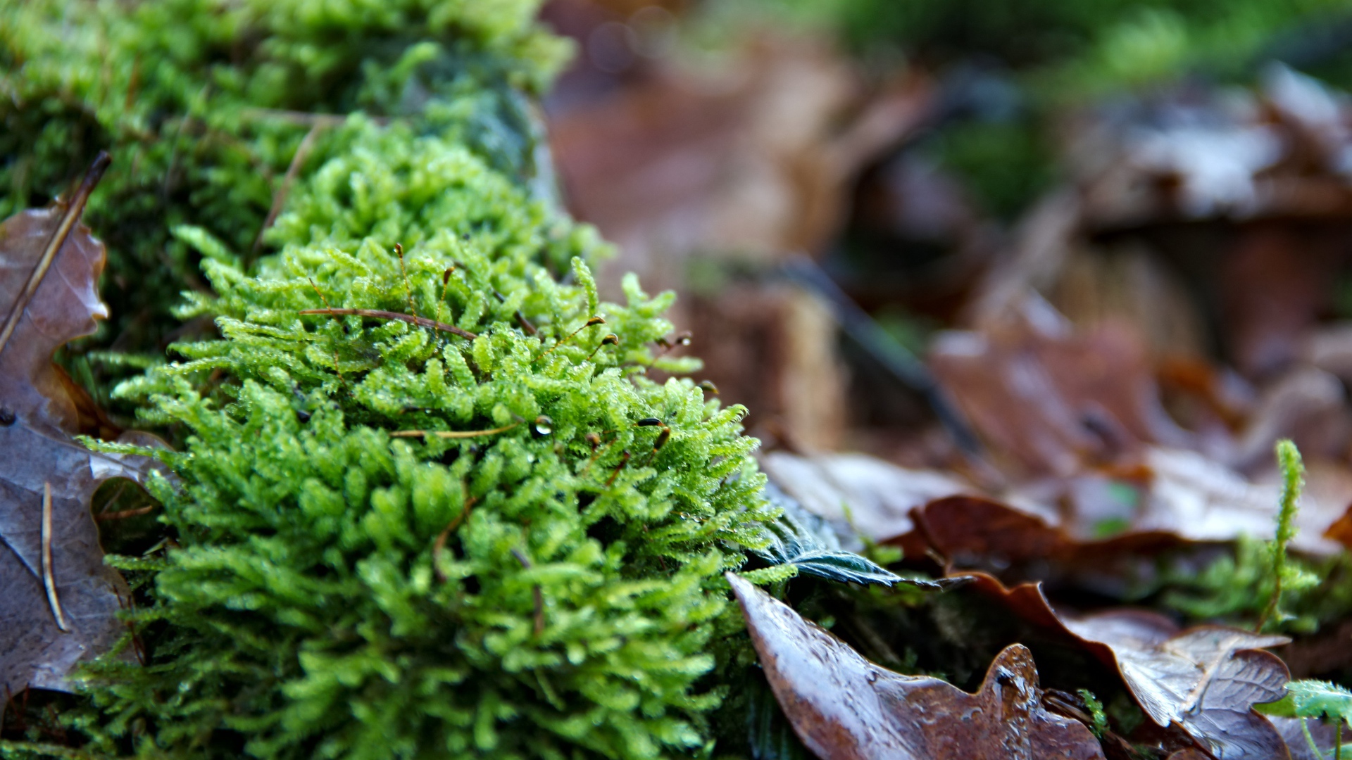 Зеленый мох  на покрытой листьями земле 