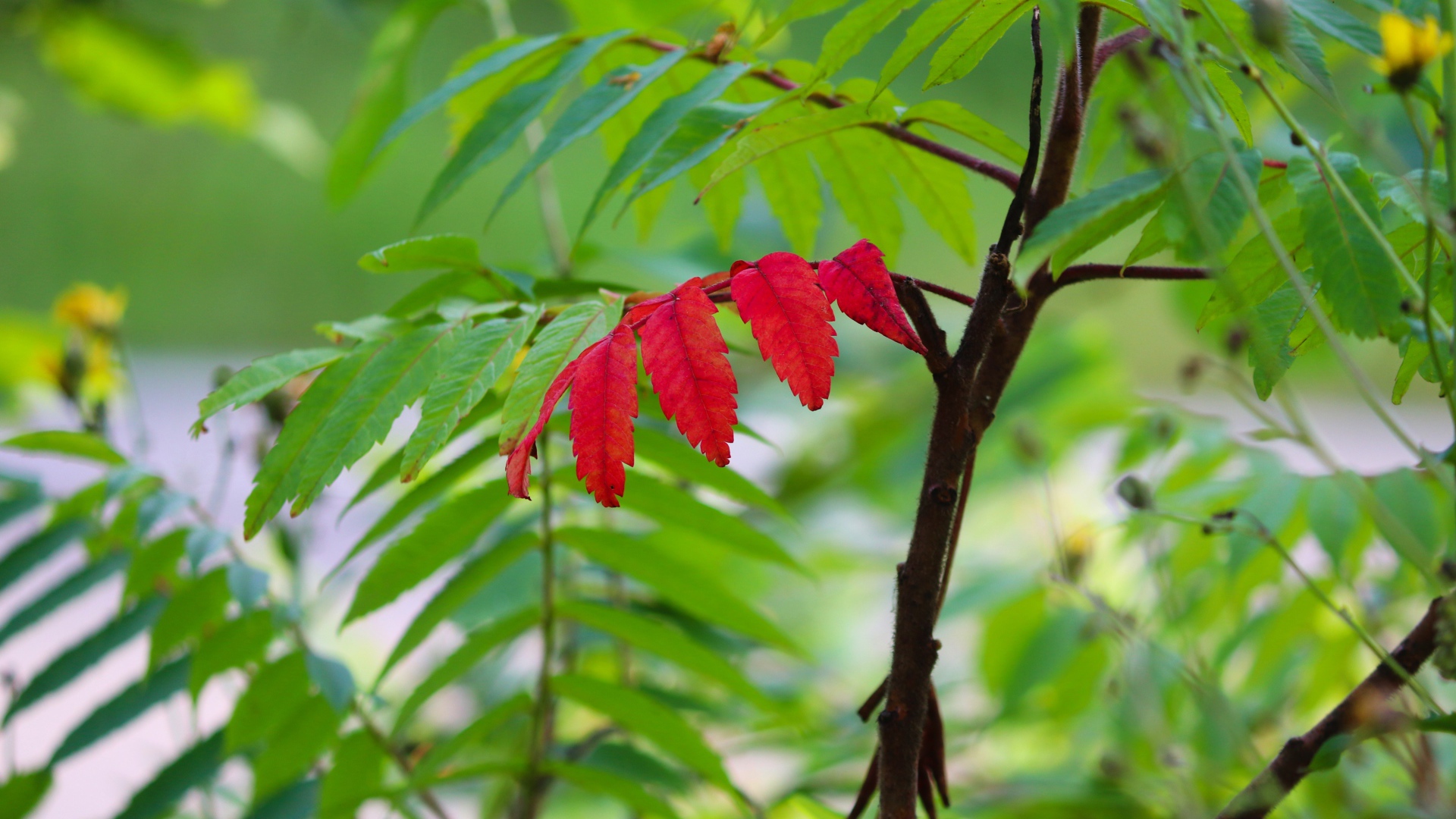 Красный лист среди зеленых листьев на рябине 