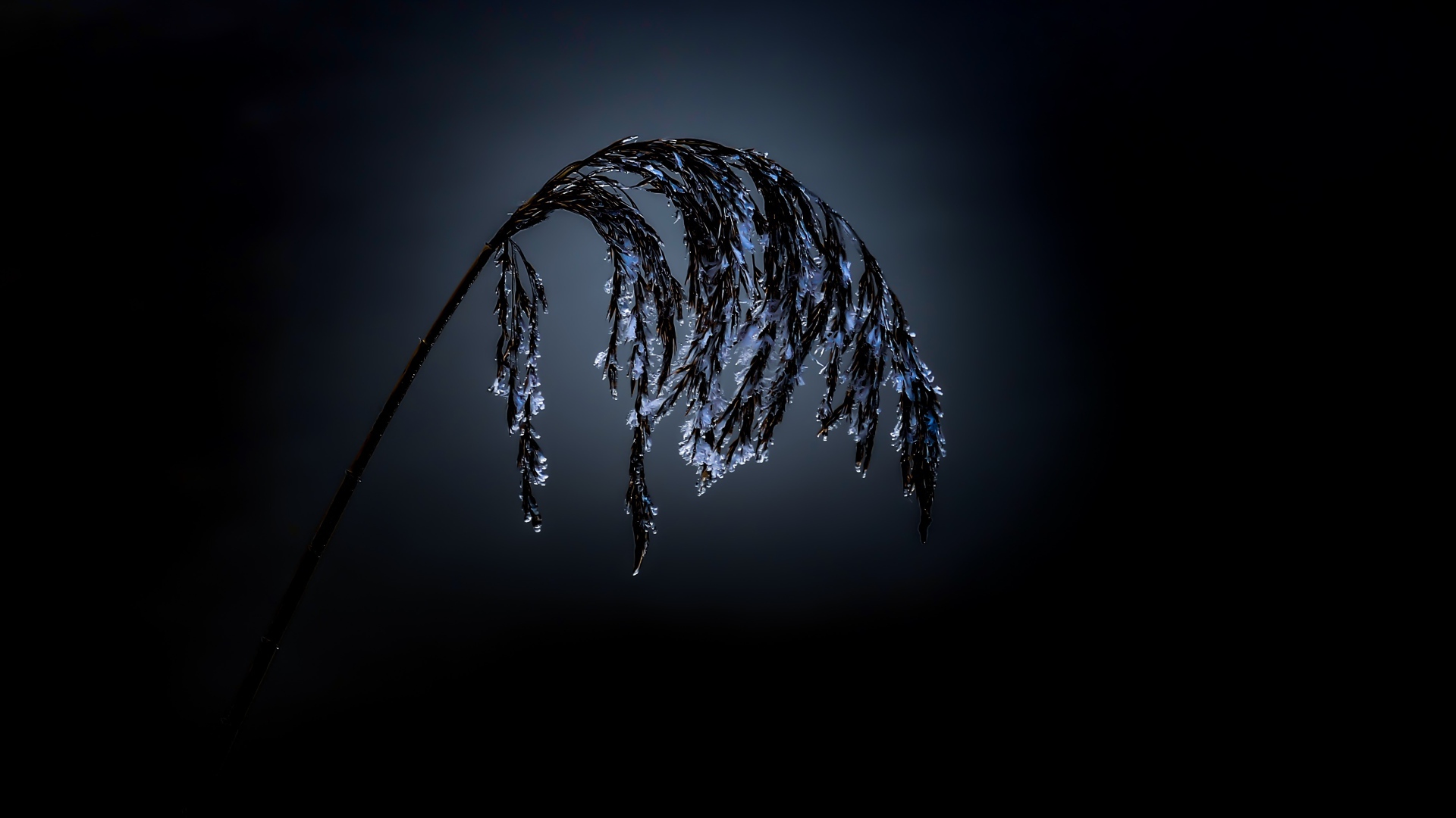 Колосок в инее на черном фоне 