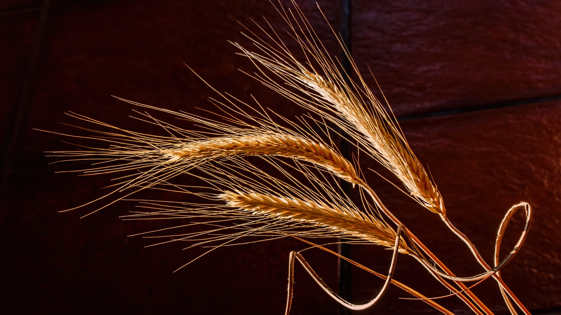 Три колоска пшеницы крупным планом