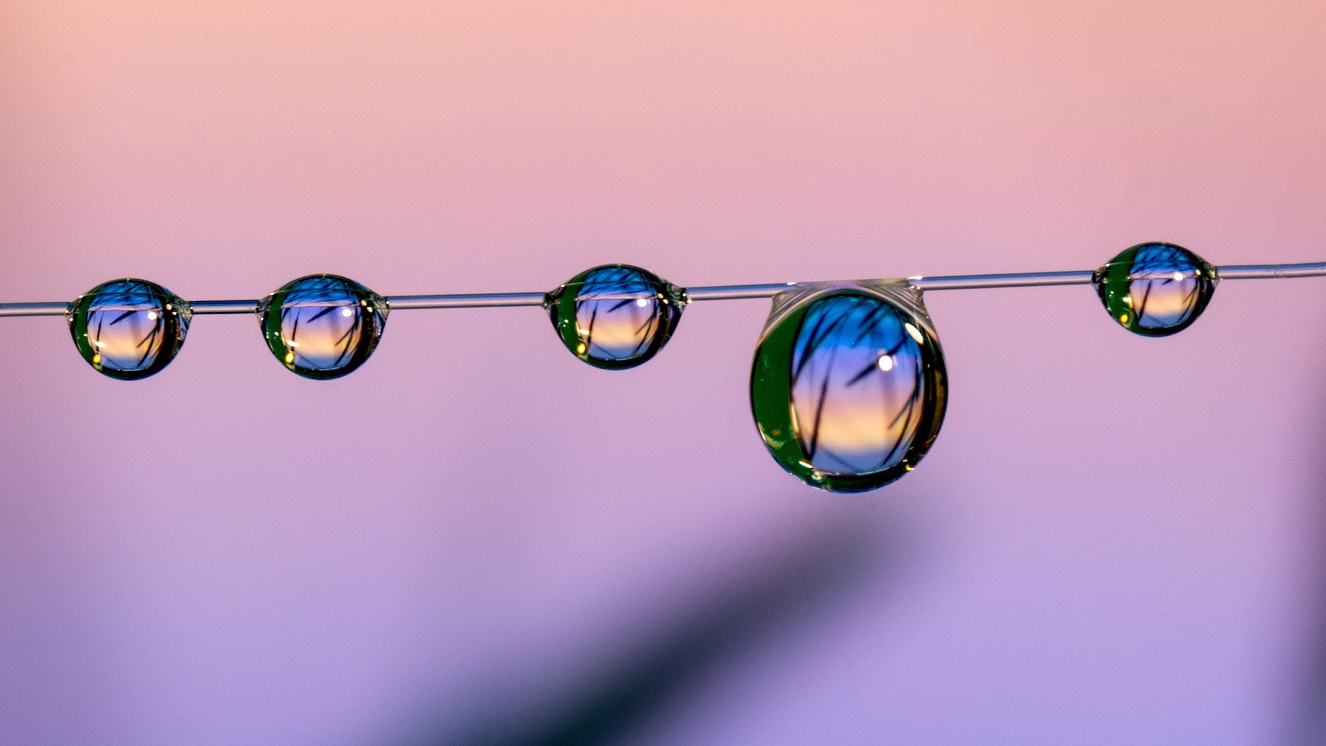 Капли воды на тонкой леске на розовом фоне