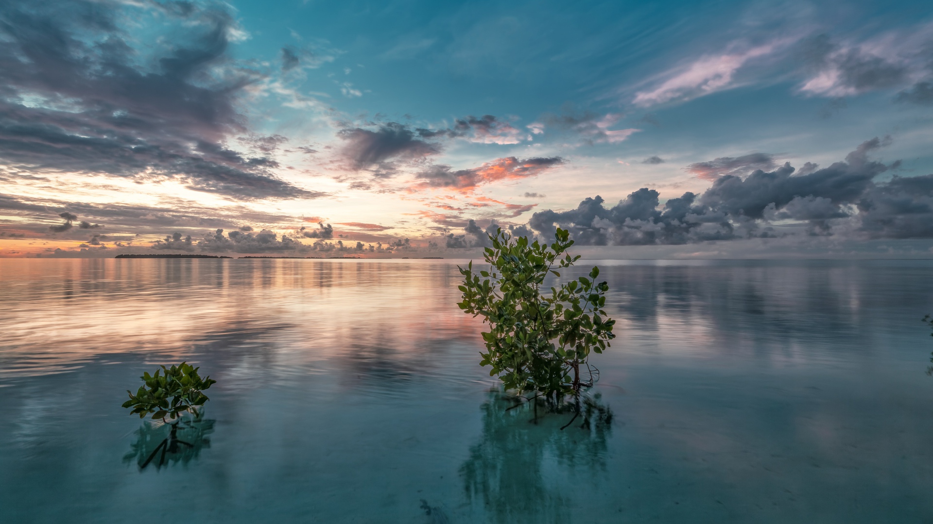 Зеленые ветки в  чистой воде озера 