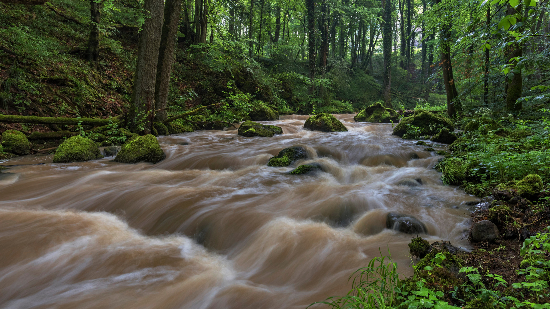 Быстрый поток реки в лесу