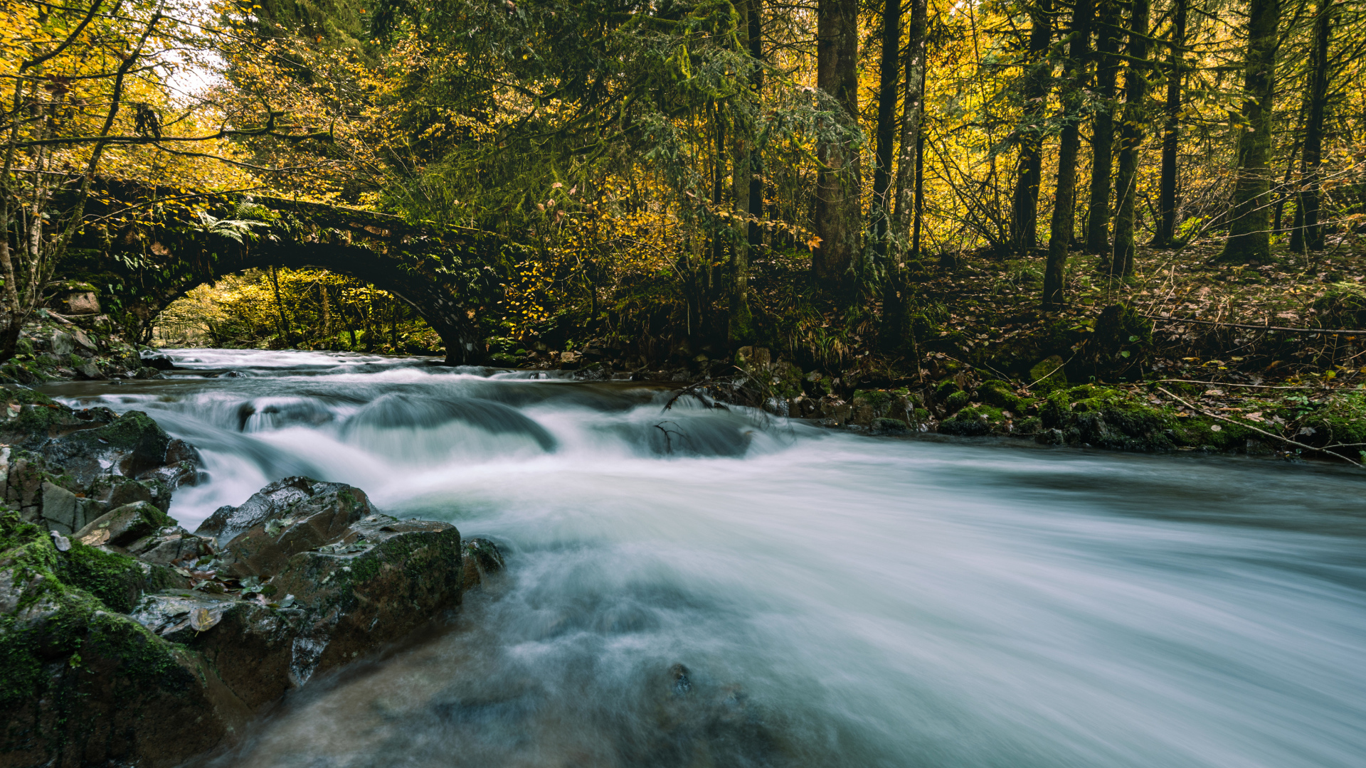 Быстрая вода реки в  лесу под старым мостом