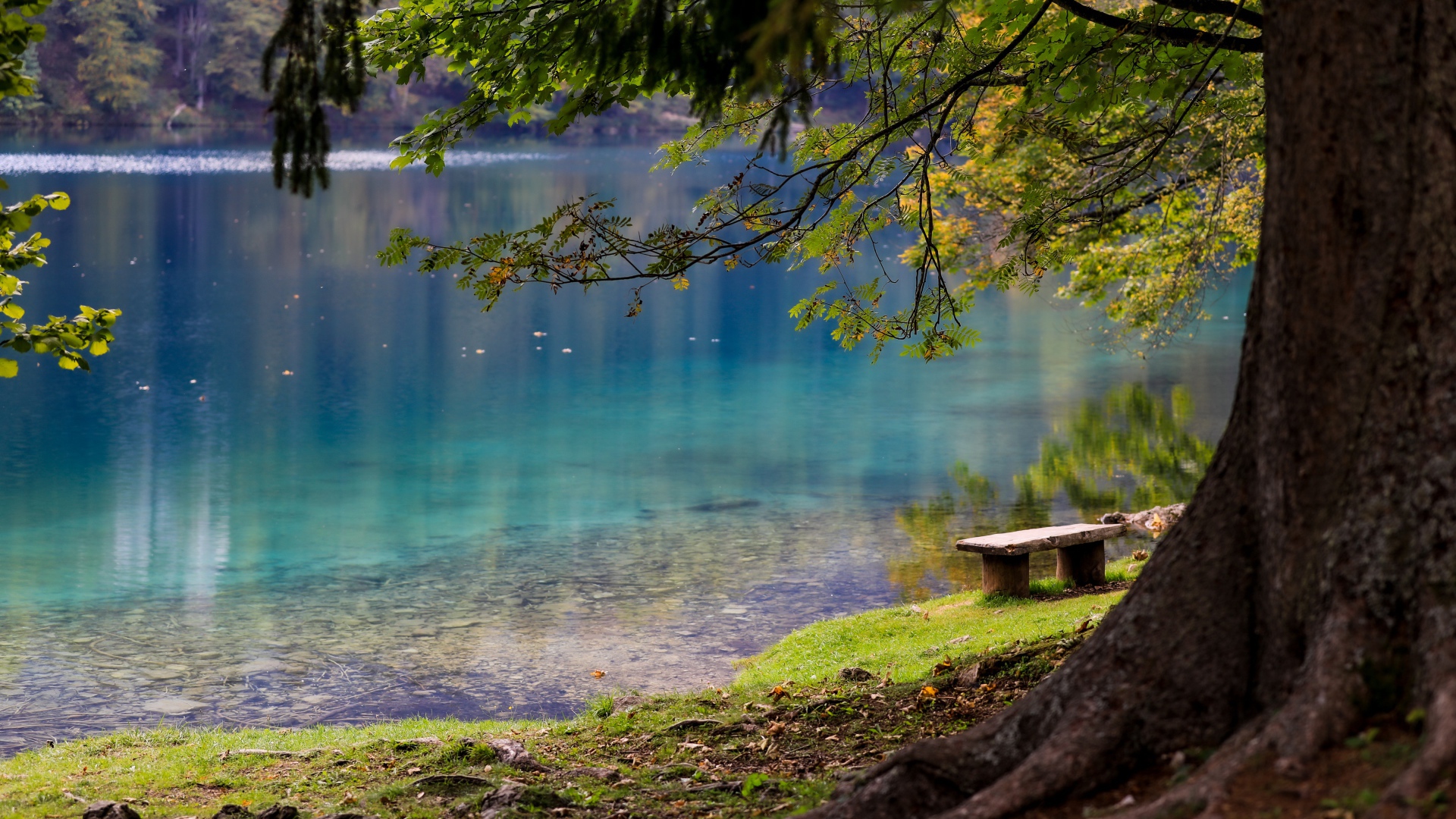 Лавка и деревья на берегу холодного озера