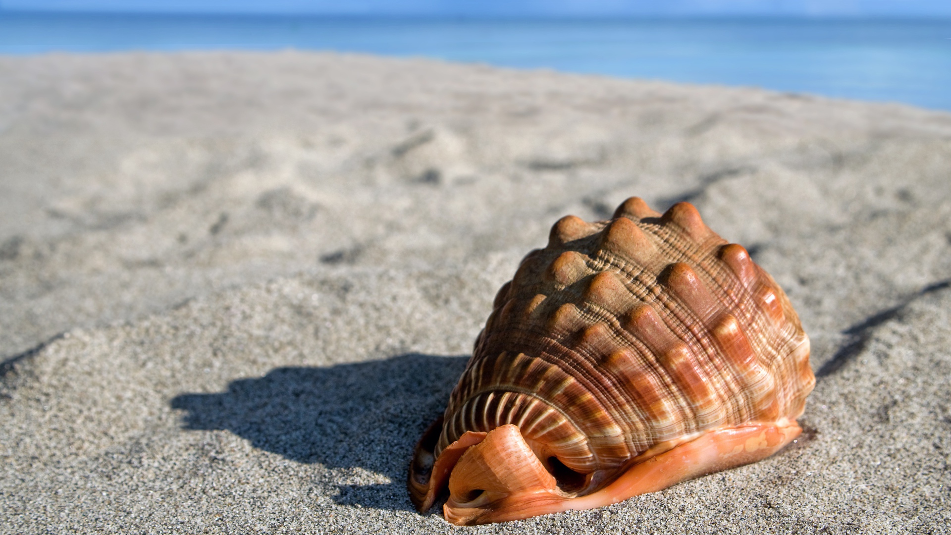 Большая красивая ракушка на песке у моря 