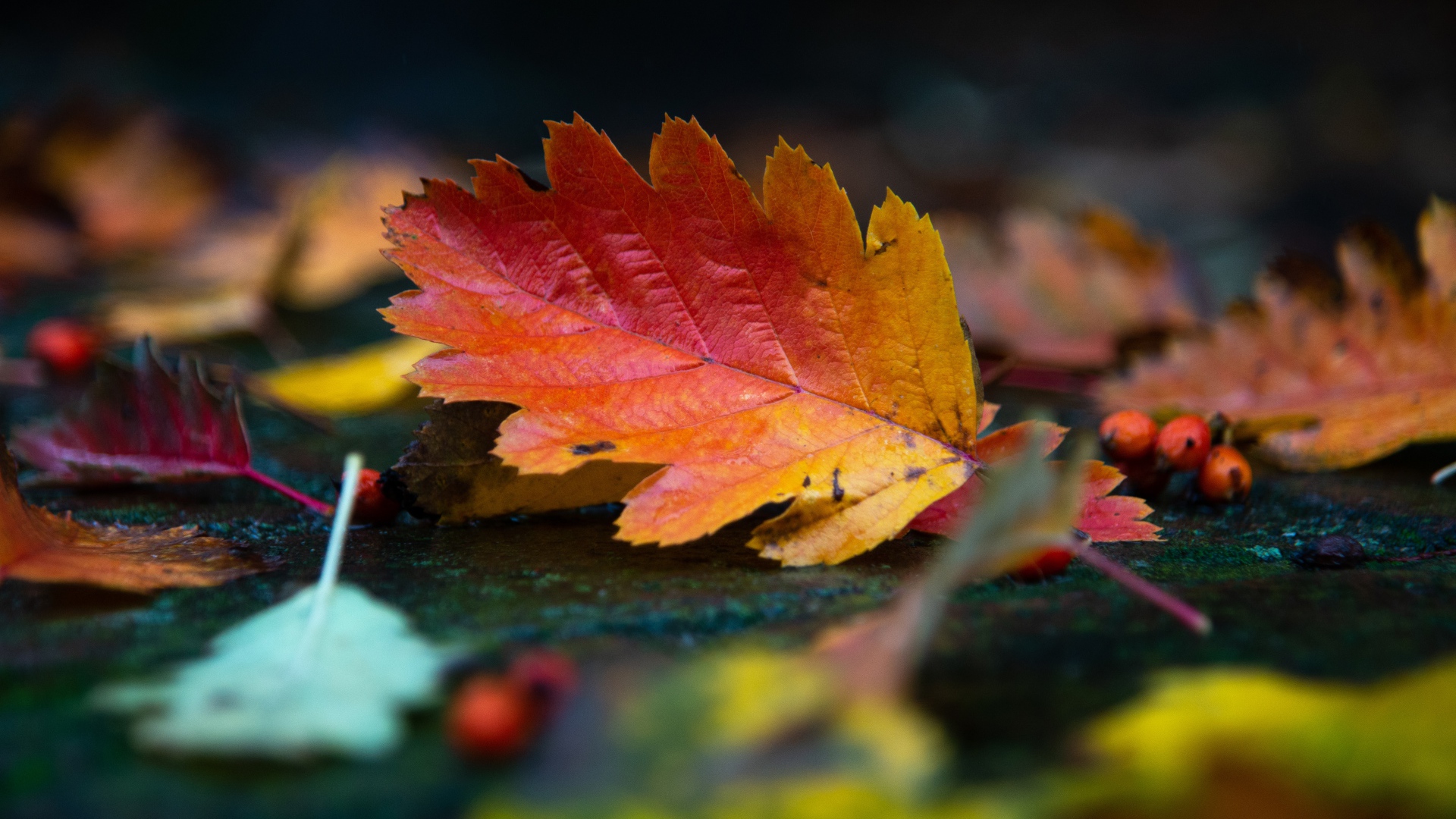 Красивый оранжевый лист лежит на мокрой земле осенью 
