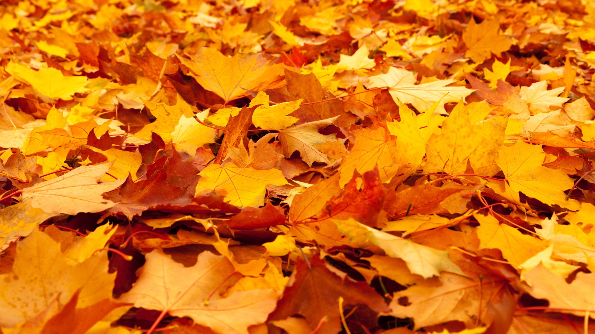 Опавшие желтые листья клена на земле