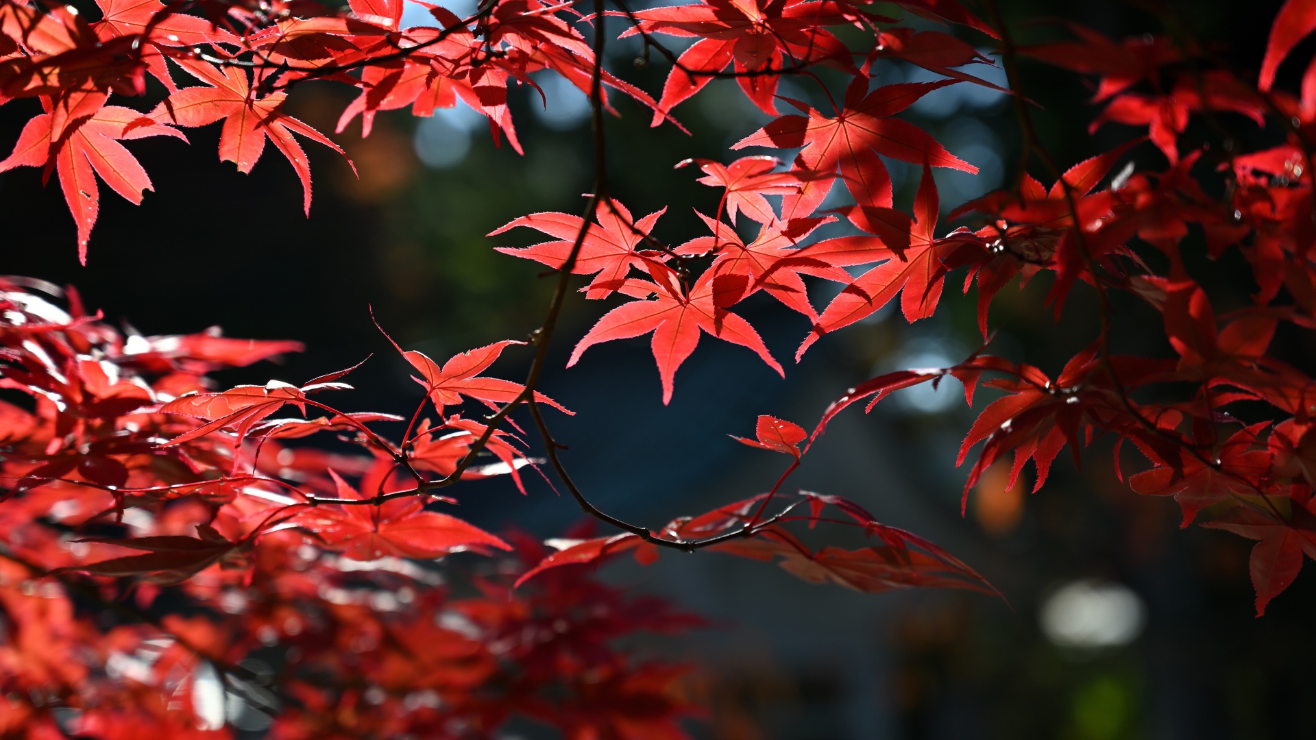 Красные листья в лучах солнца на дереве осенью 