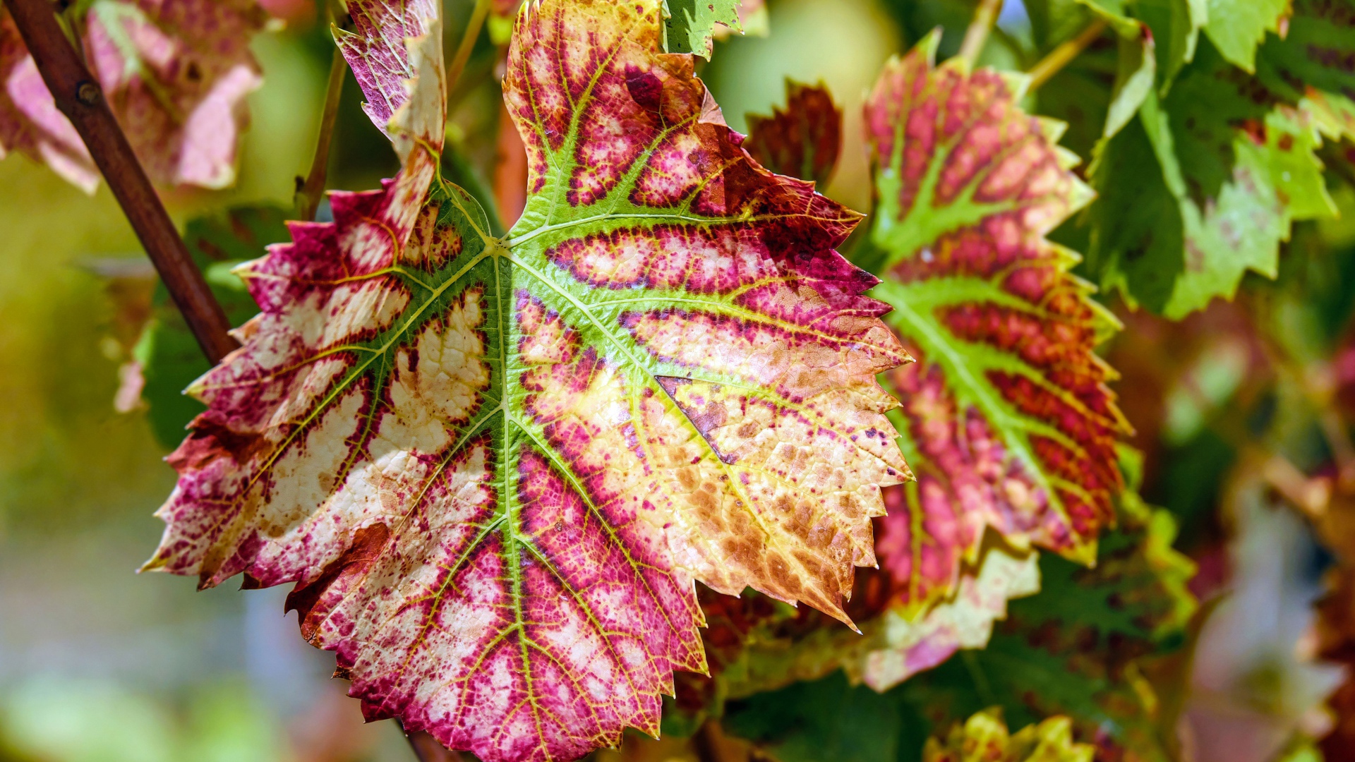 Красные листья на лозе винограда  осенью 