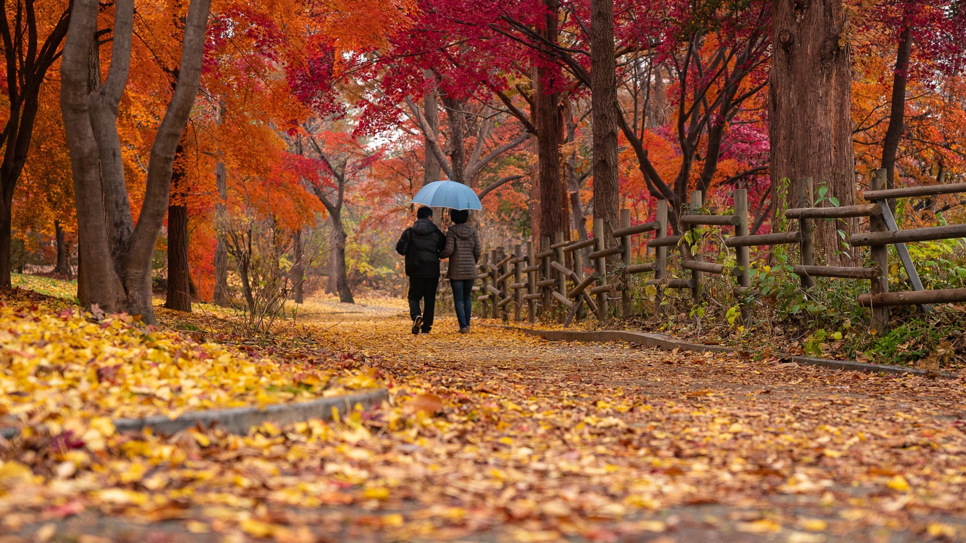 Прогулка по красивому осеннему парку с опавшей листвой 