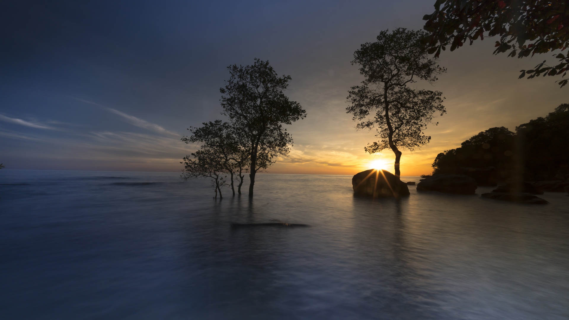 Деревья в воде на закате солнца летом