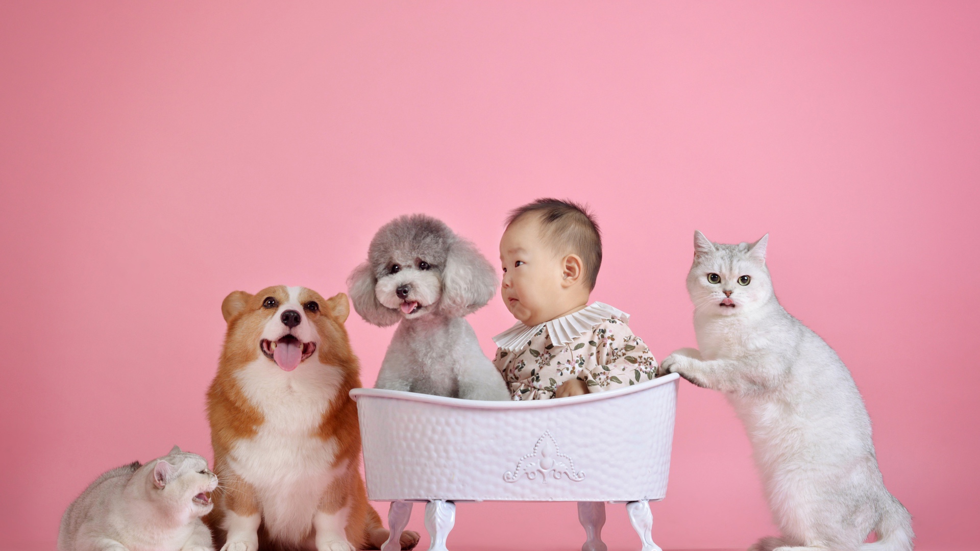 Маленький ребенок азиат с кошками и собаками на розовом фоне