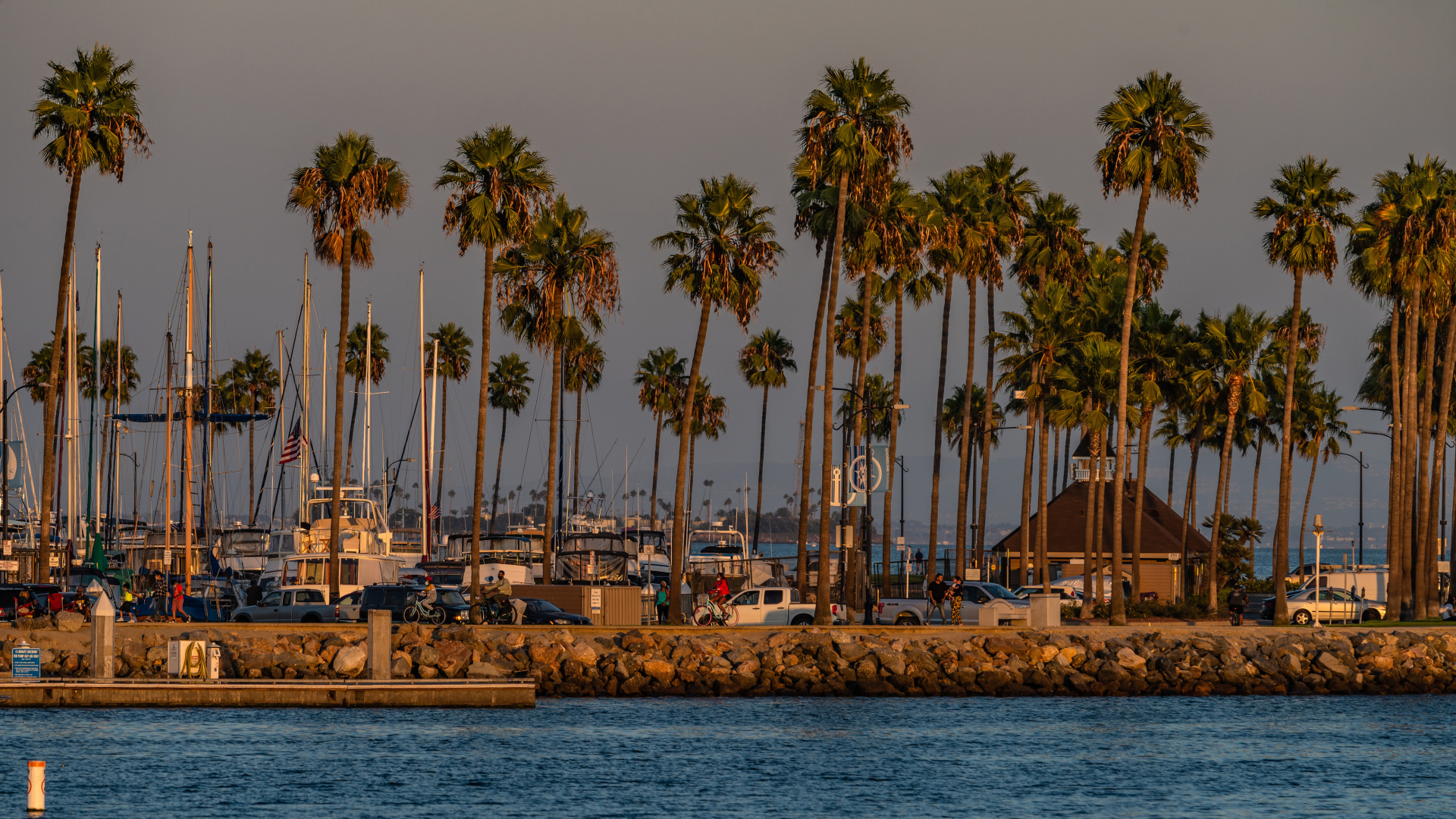 Высокие пальмы на берегу залива, США