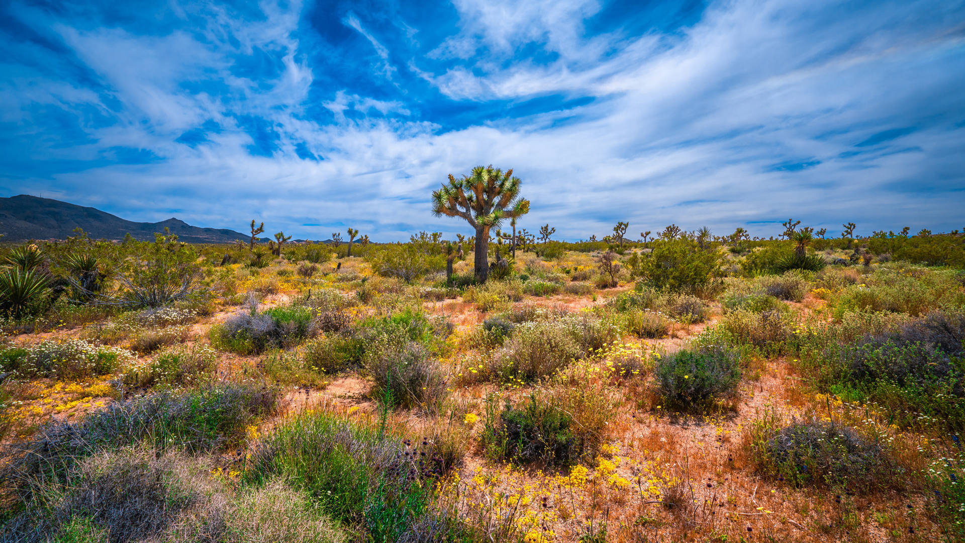 Колючие кактусы в национальном парке Калифорнии под красивым небом, США
