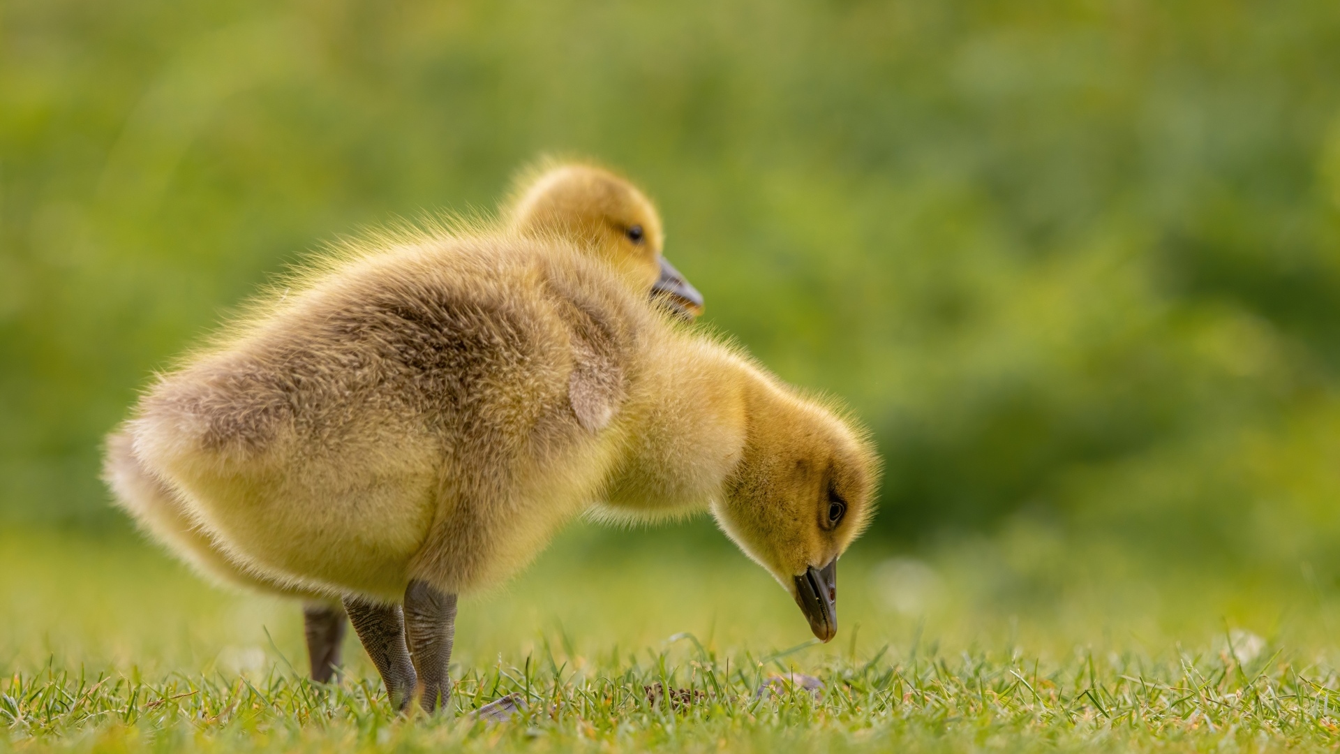 Два маленьких желтых утенка на зеленой траве 