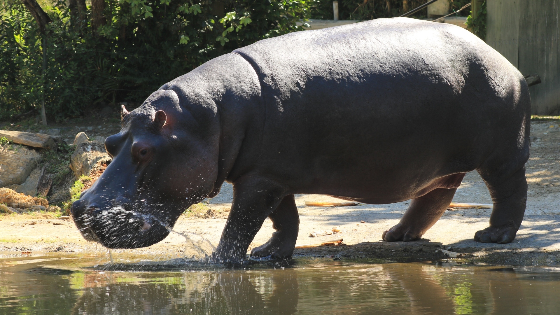 Большой гиппопотам идет по воде