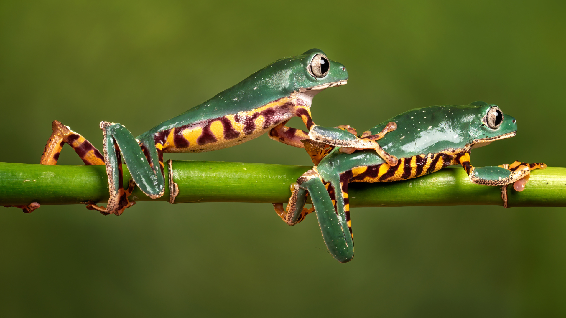 Две зеленые лягушки на ветке