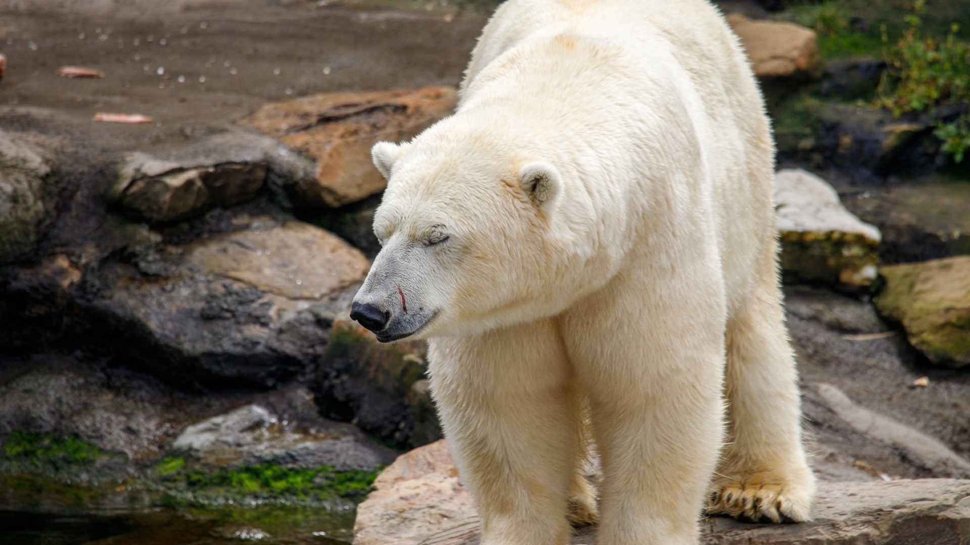 Большой белый медведь стоит у воды в зоопарке