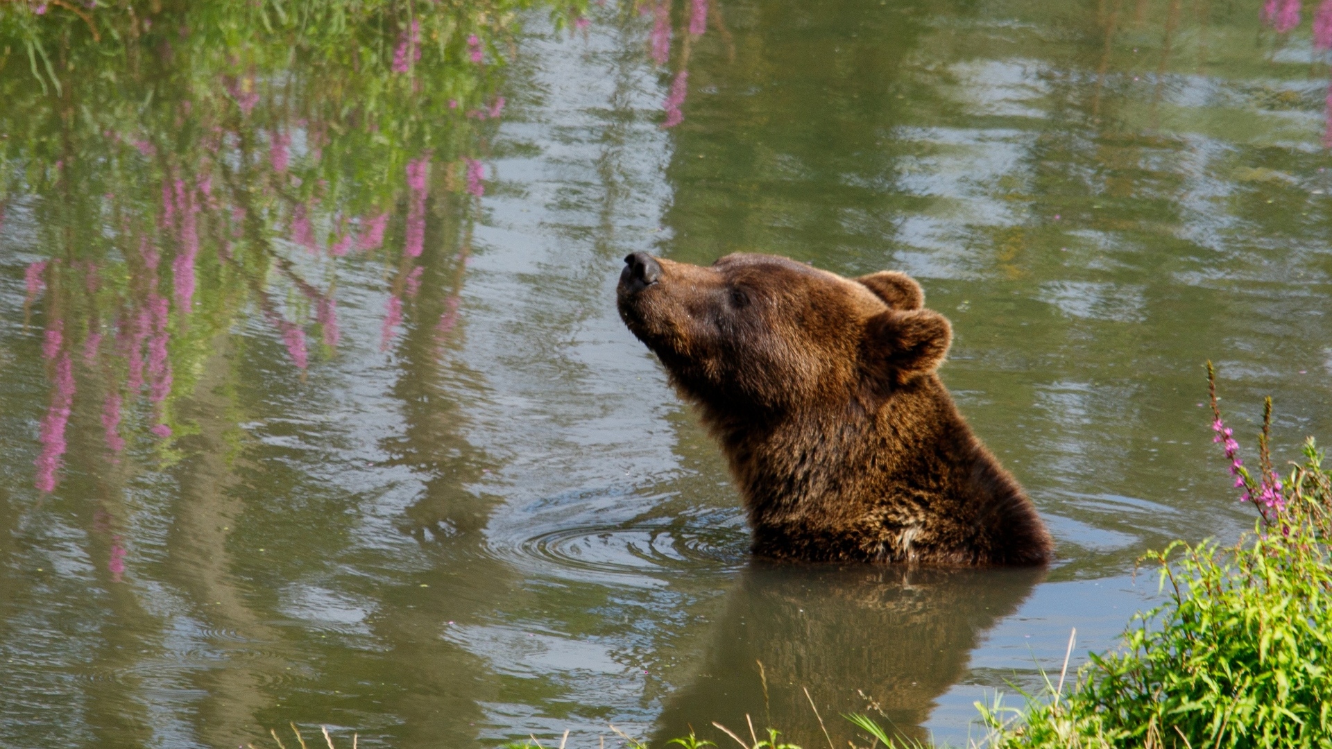 Большой бурый медведь плавает в воде