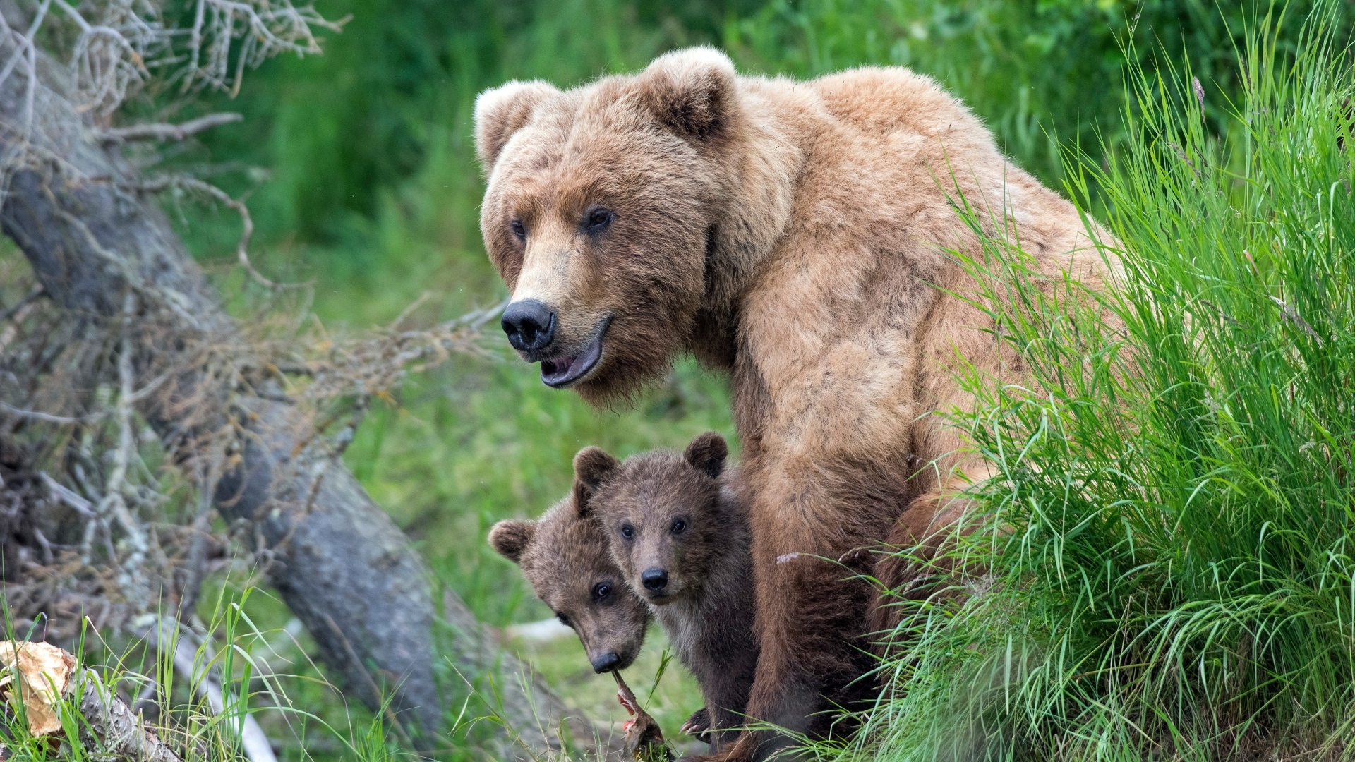 Большая медведица с медвежатами