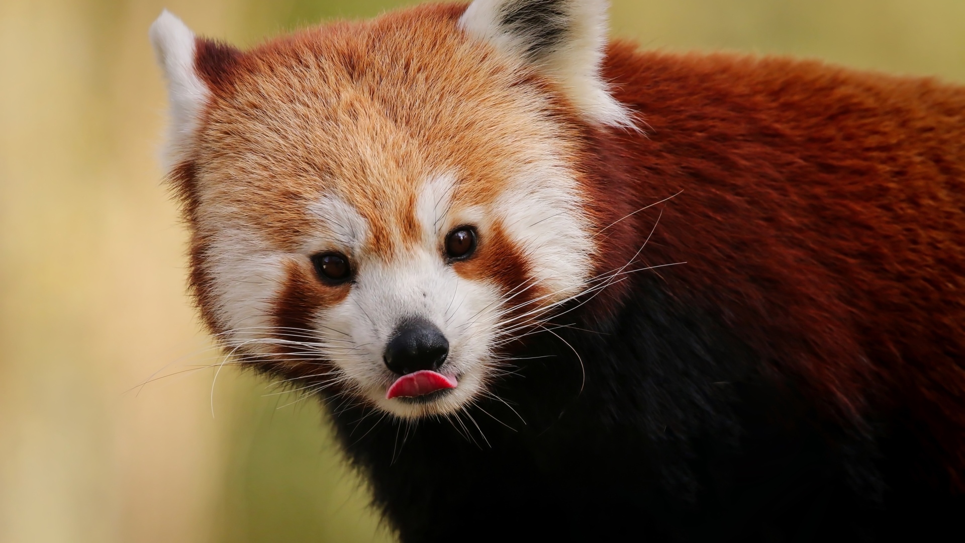 Большая красная панда с высунутым языком