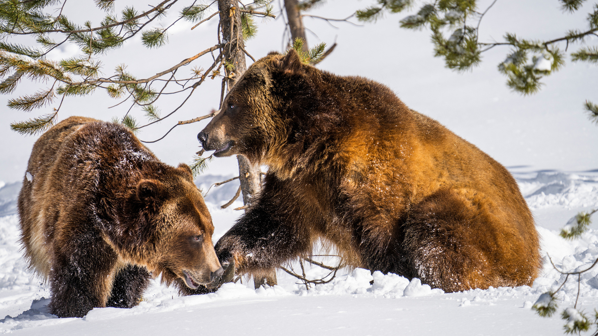 Два бурых медведя на снегу