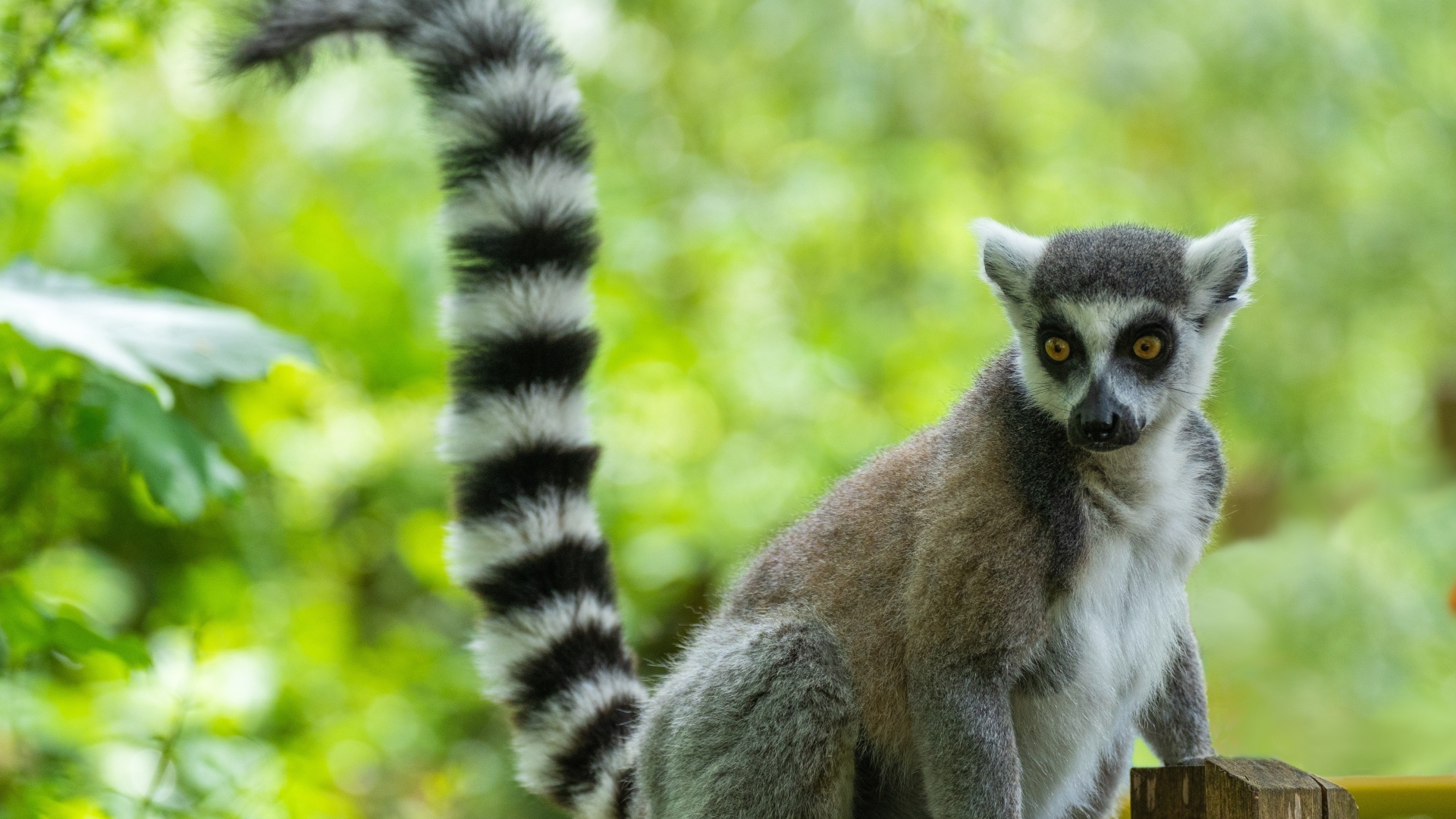Большой лемур с длинным полосатым хвостом