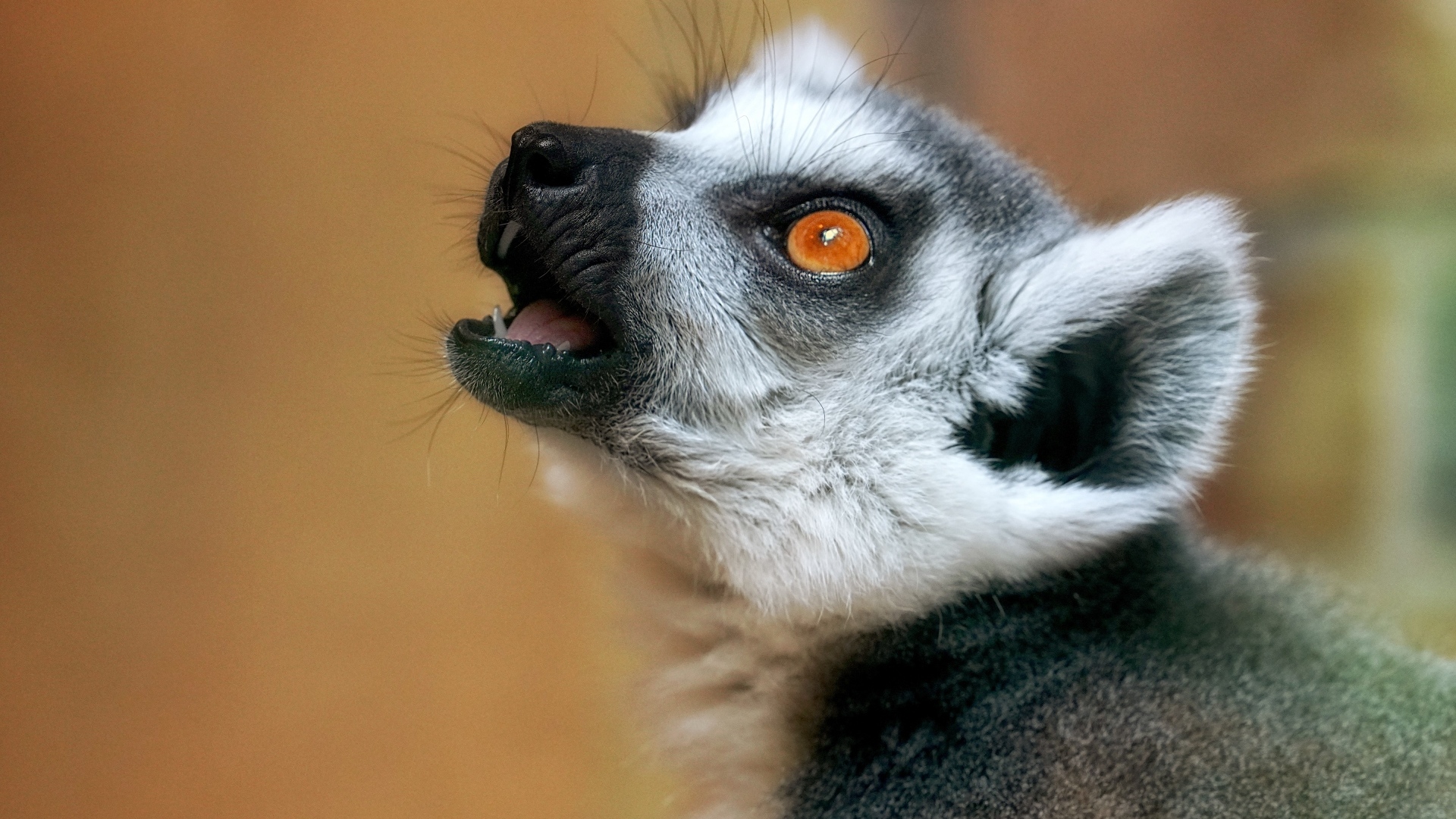 Голова лемура с желтыми глазами