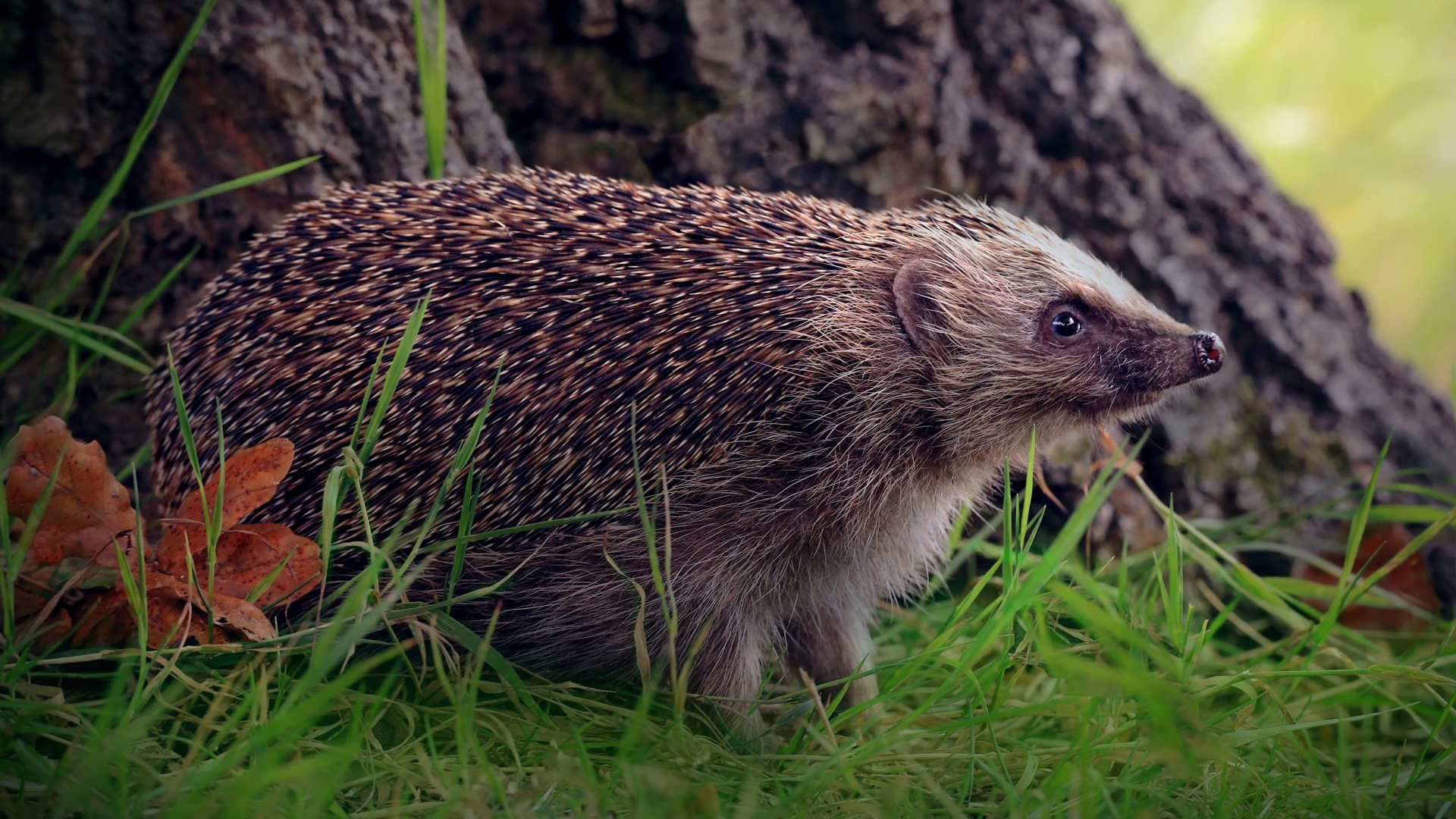 Old hedgehog on green grass under a tree