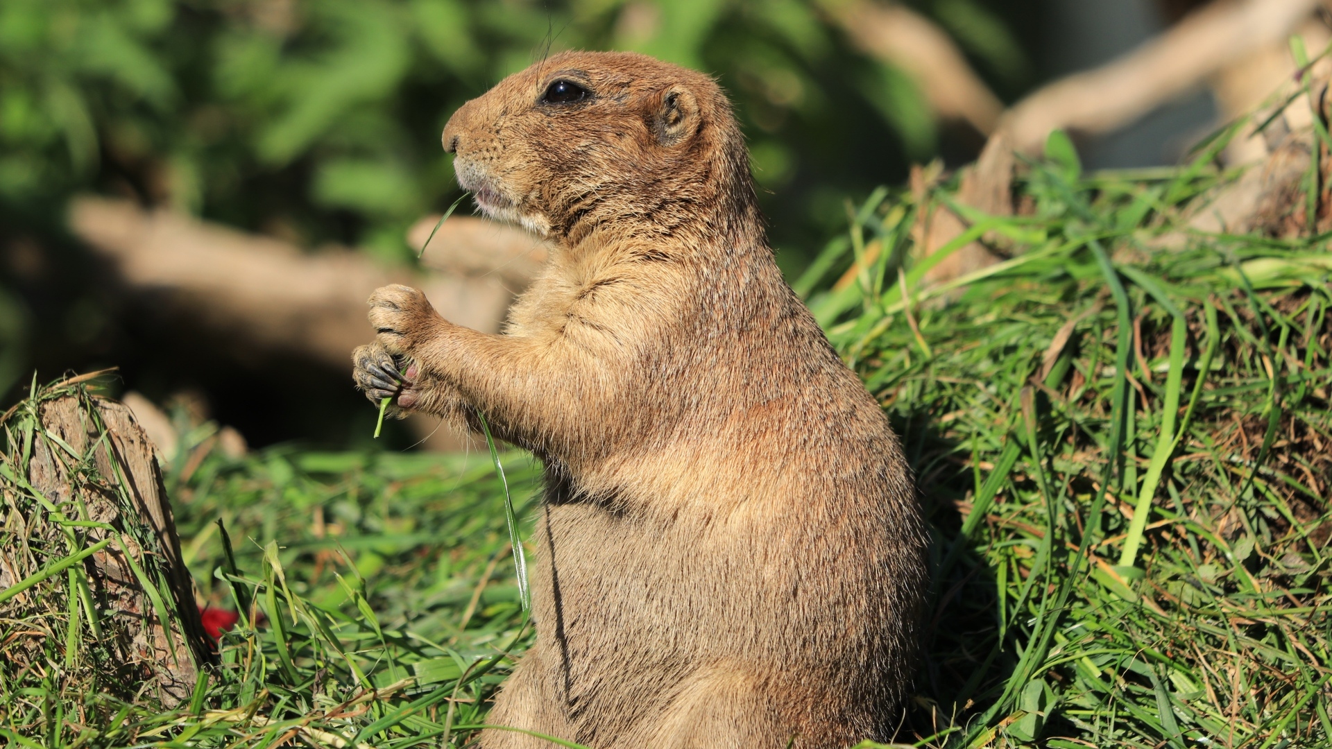 Луговая собачка грызет траву